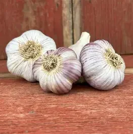 PREORDER-Russian Red Seed grade 1lb