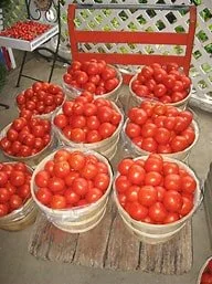 Roma Tomatoes=8 Quart Basket