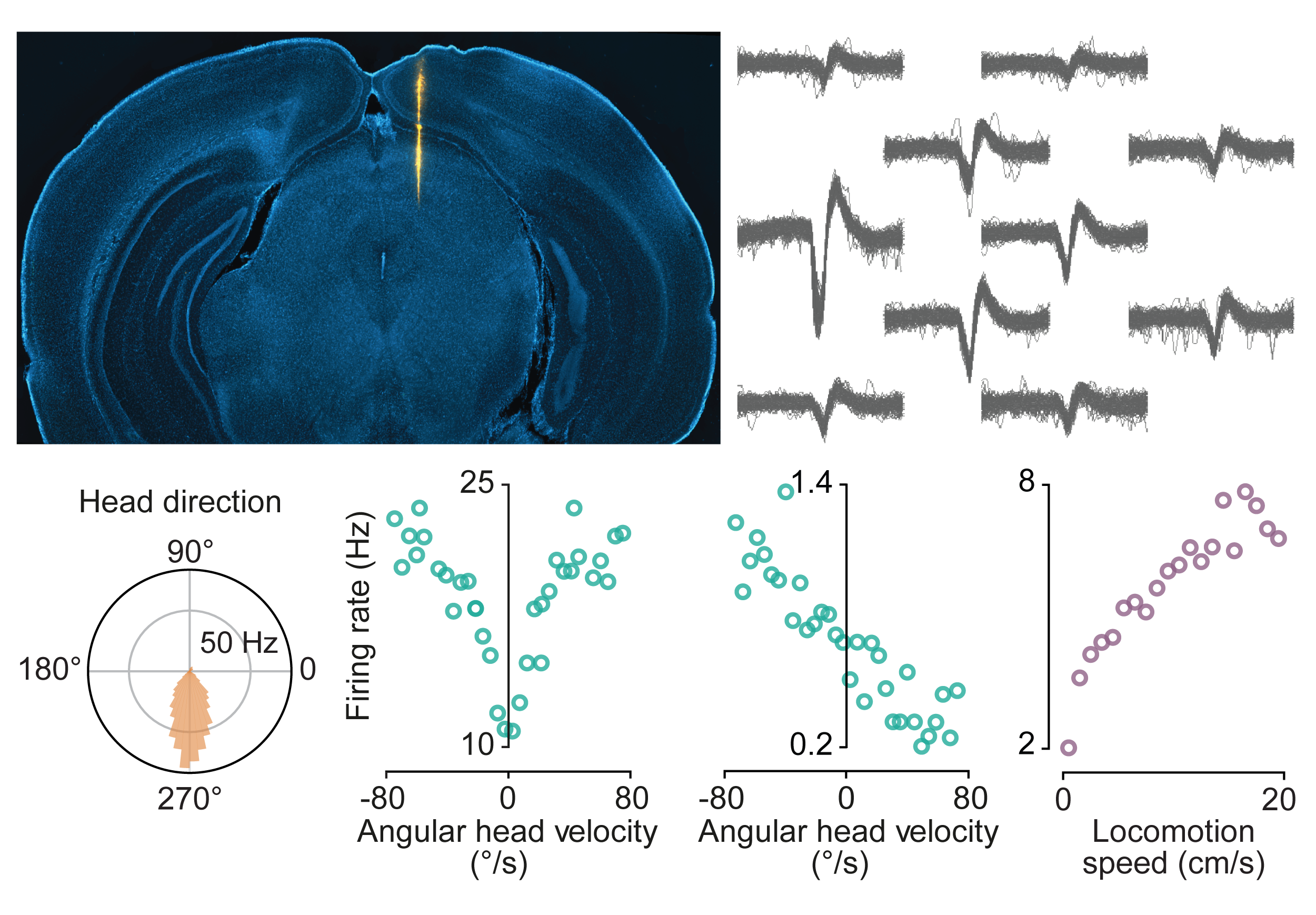 in-vivo-electrophysiology.png