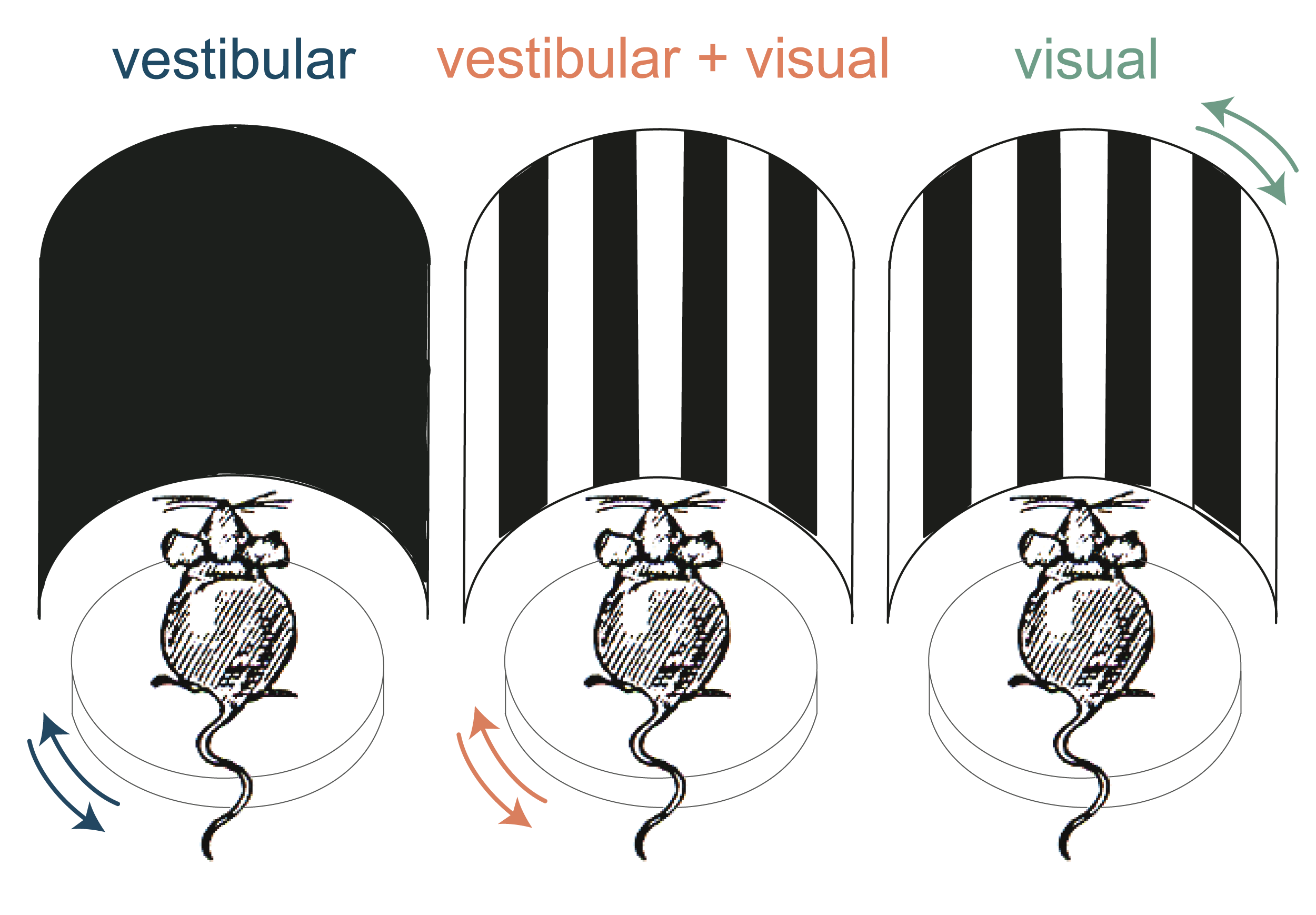 sensory-stimulation-01.png