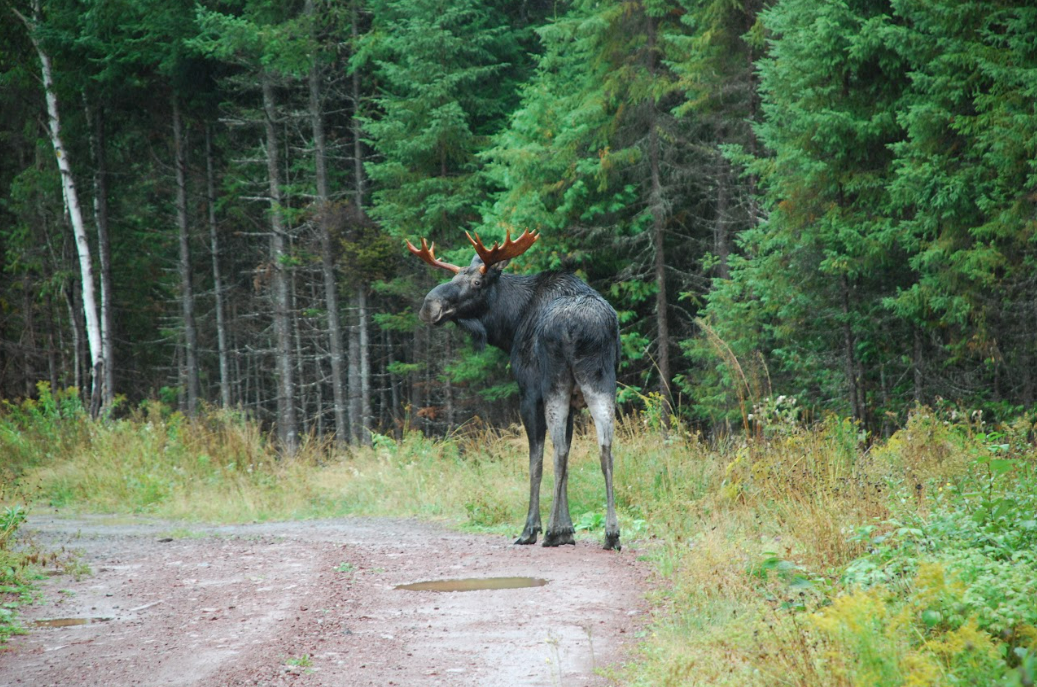 moose road.png