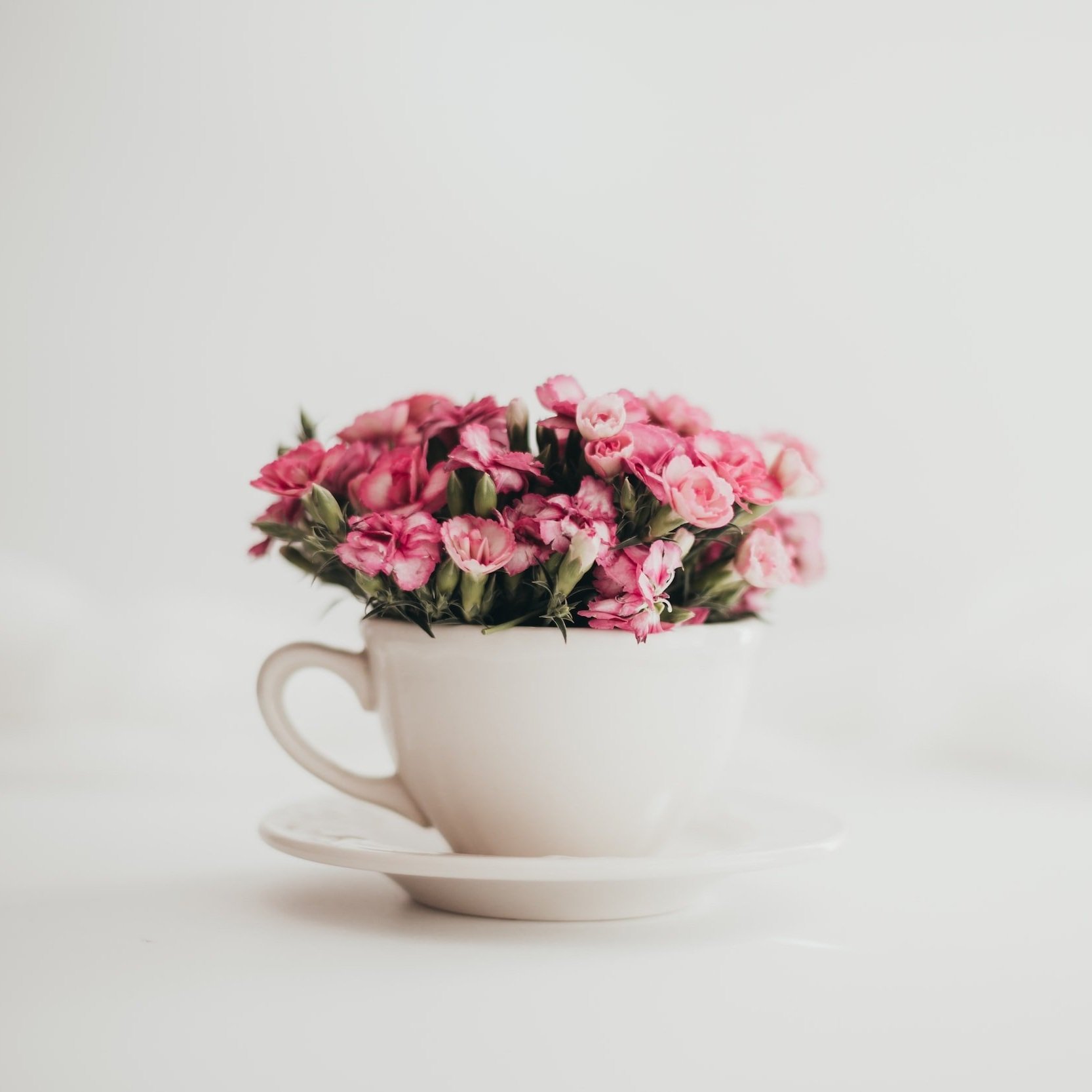 Homemade Rose Tea Recipe & Benefits of Using – Rosaholics
