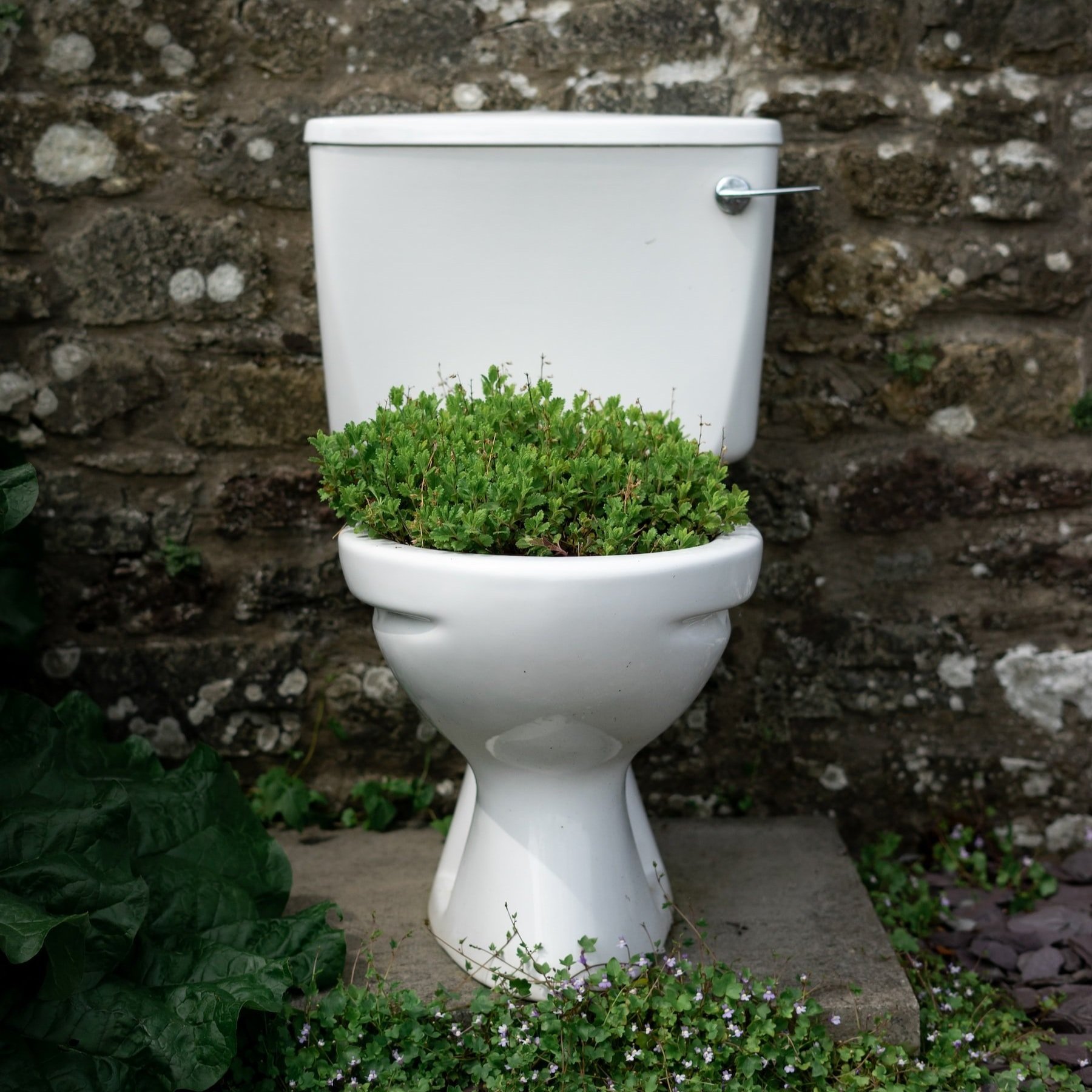 Benefits of Matcha for Bowel Movements — Rosie Loves Tea