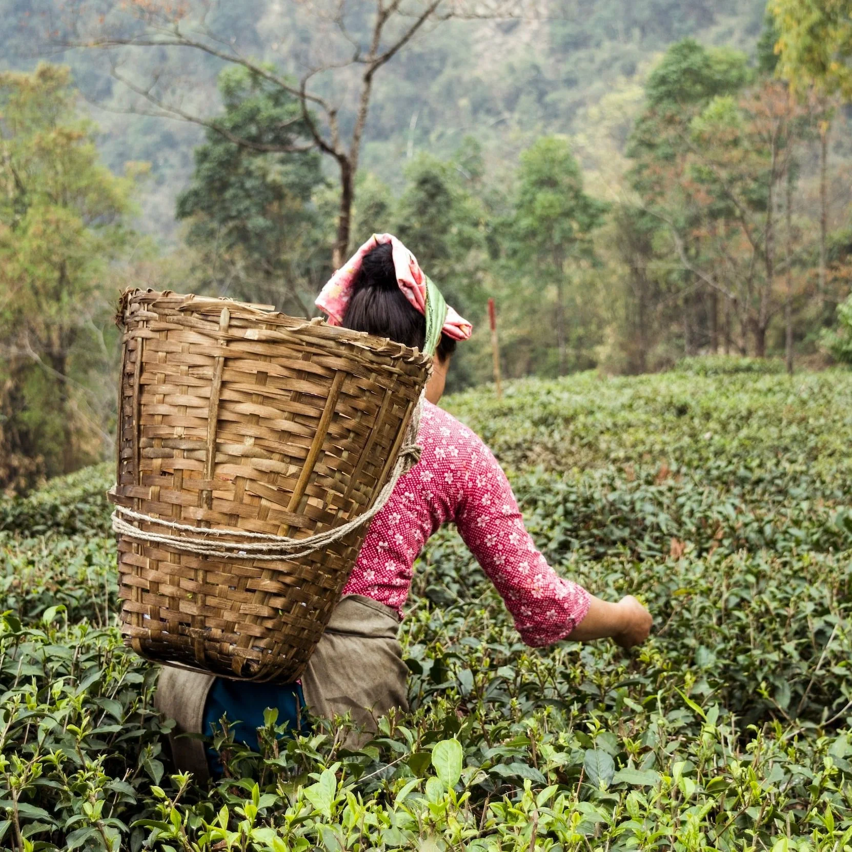 Darjeeling Tea Origins, Flavor & Aroma — Rosie Loves Tea