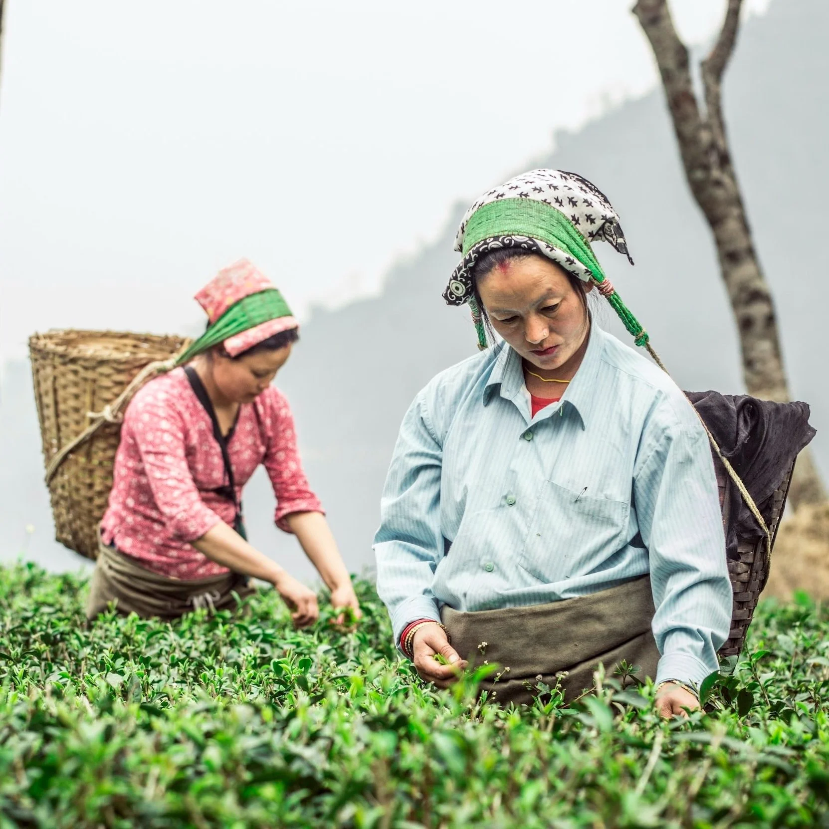 Esthate Tea Exploring Single Estate Teas — Rosie Loves Tea
