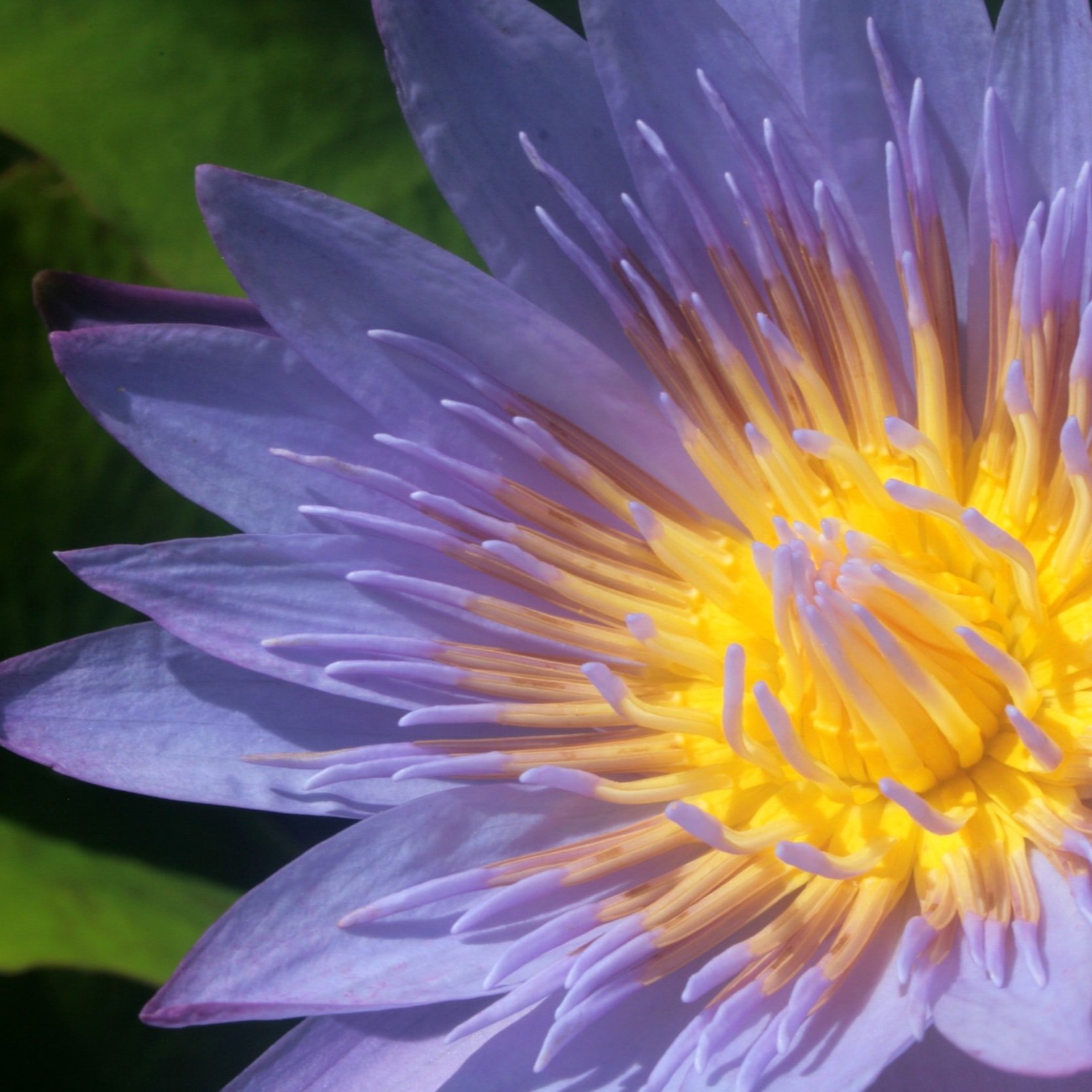 Blue Lotus Tea: Steeped in History & Known For Psychoactive Effects