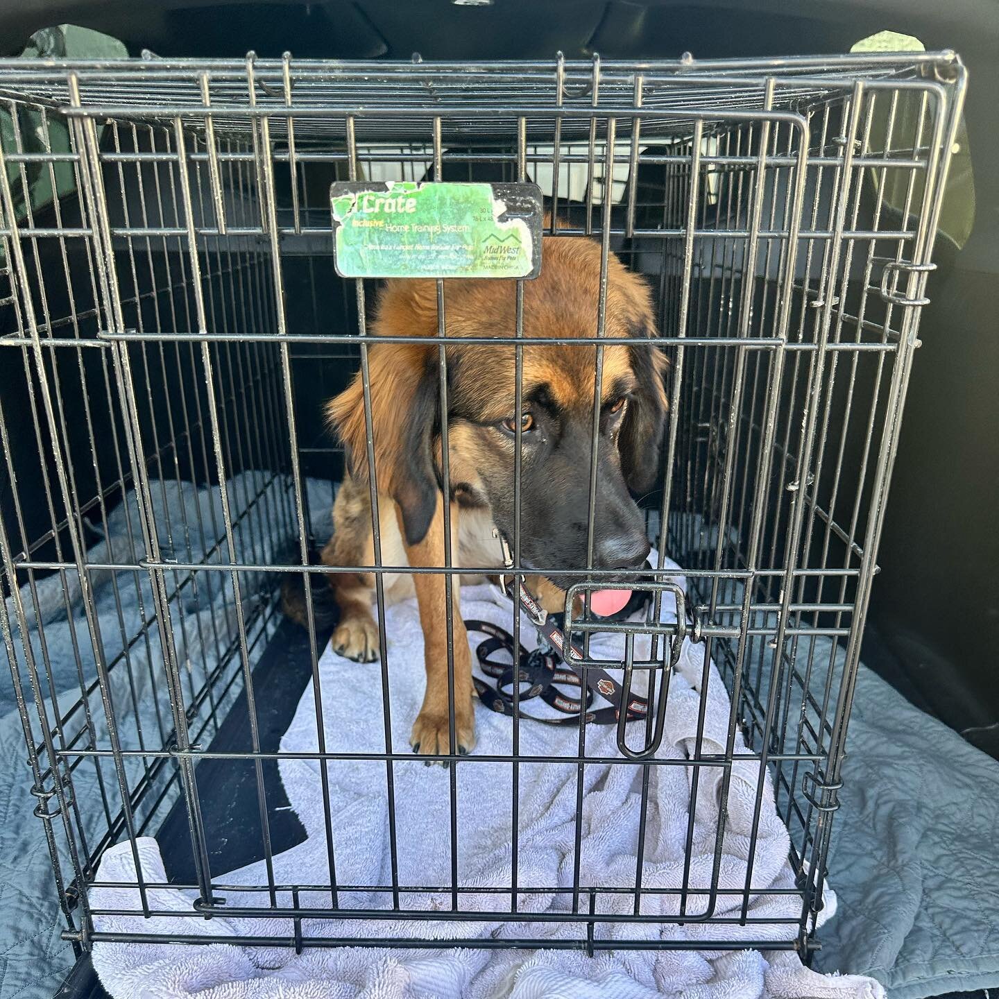 ALERT ‼️. Found abandoned downtown. Tied to a water jug with a dog bed. Female, approximately one year old, good with dogs not good with cats. Needs a home by Sunday or will be turned in to the county pound. Please email patty@truehotyoga.com for inq