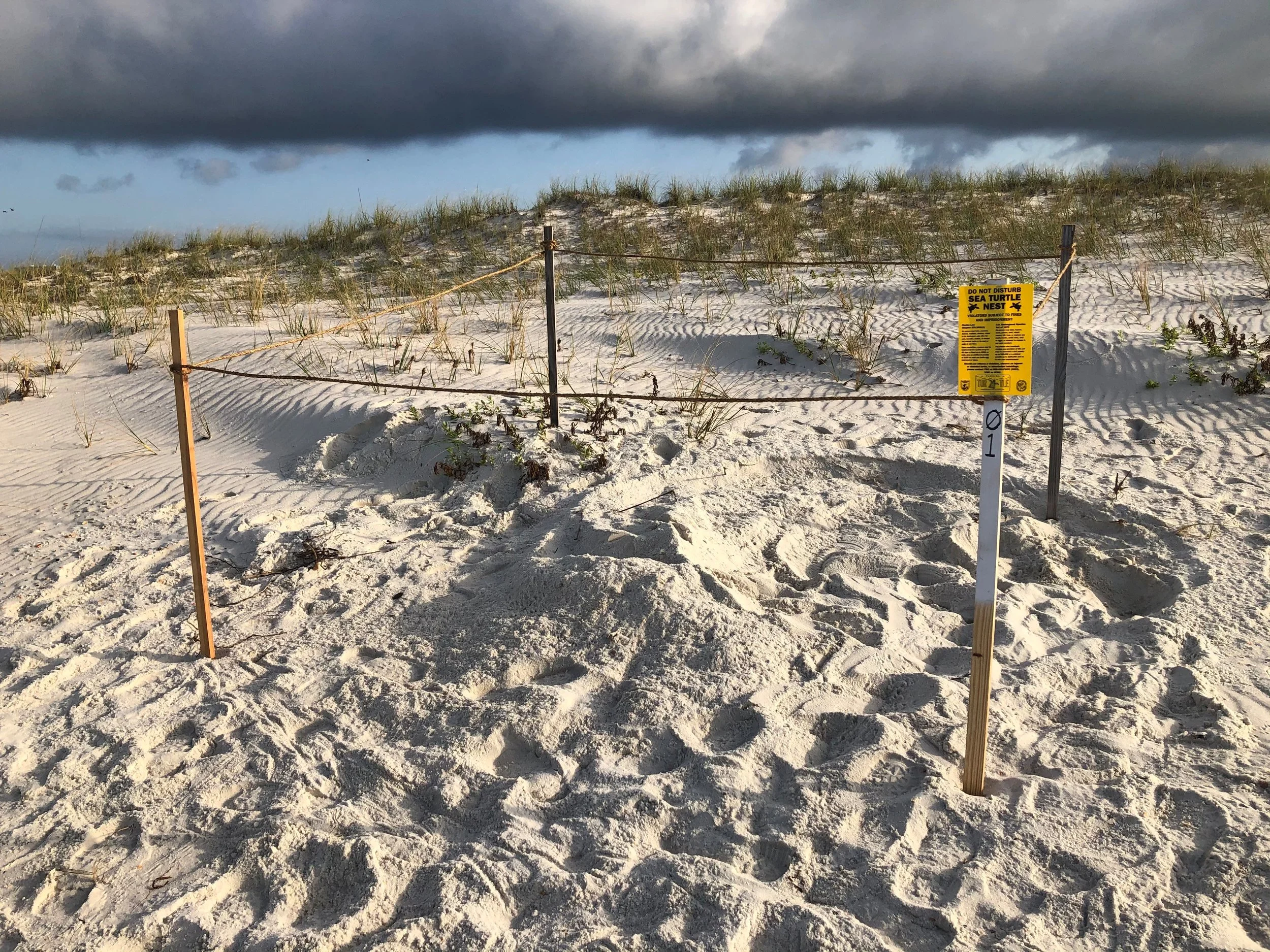 Safeguarding North Captiva's Sea Turtles