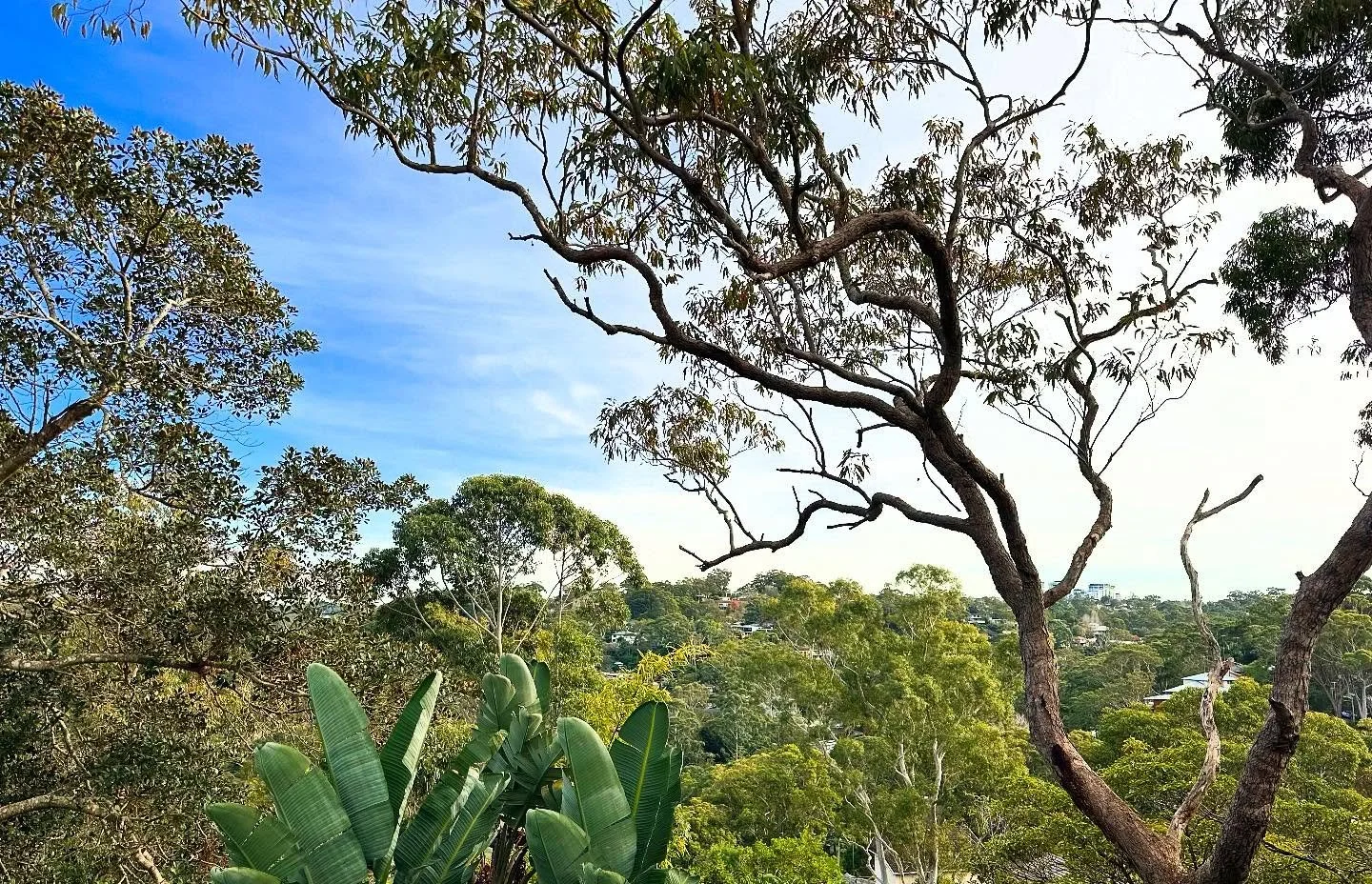 From the tree tops of design ensembles newest project &ldquo;Yarrah&rdquo; - Can&rsquo;t wait