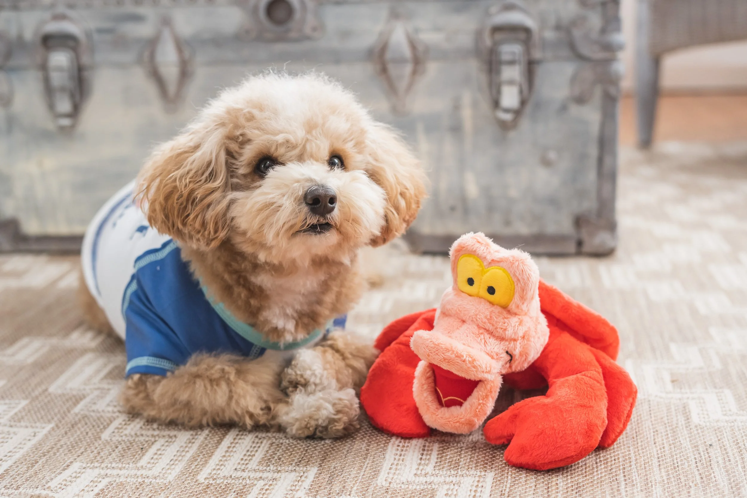 Harry Barker X The Little Mermaid Collection