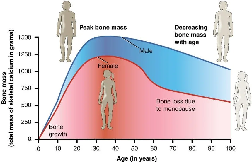 Bone density decline throughout lifespan.