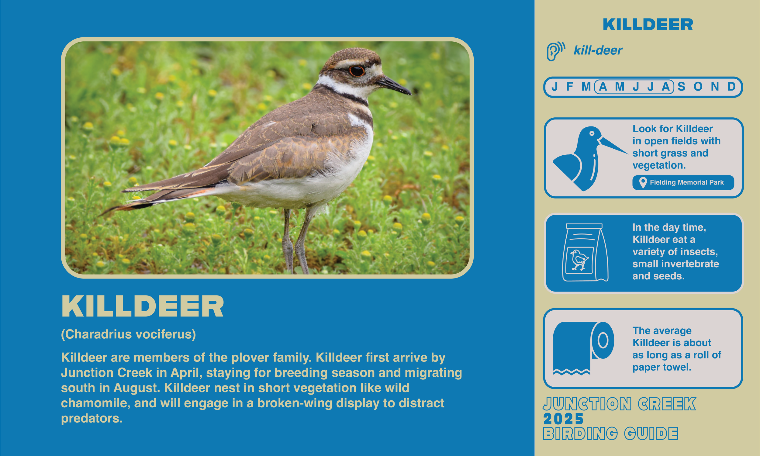 Junction Creek Birding 20252.png