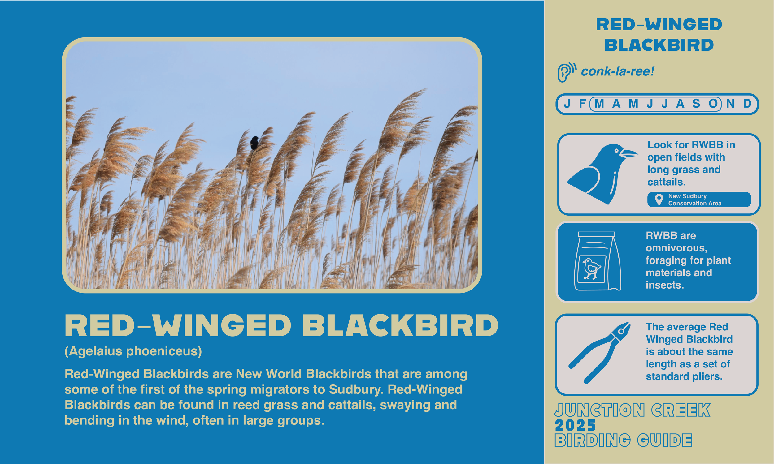 Junction Creek Birding 20254.png