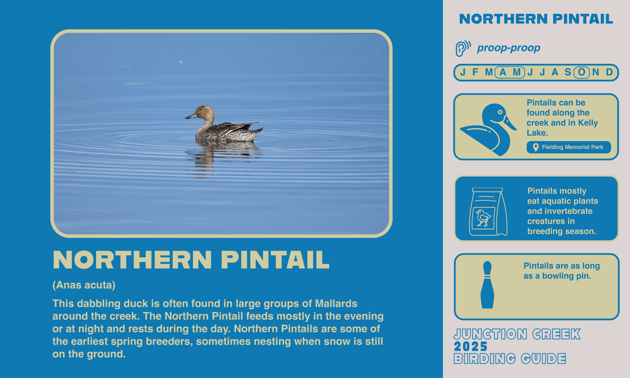 Junction Creek Birding 20255.png
