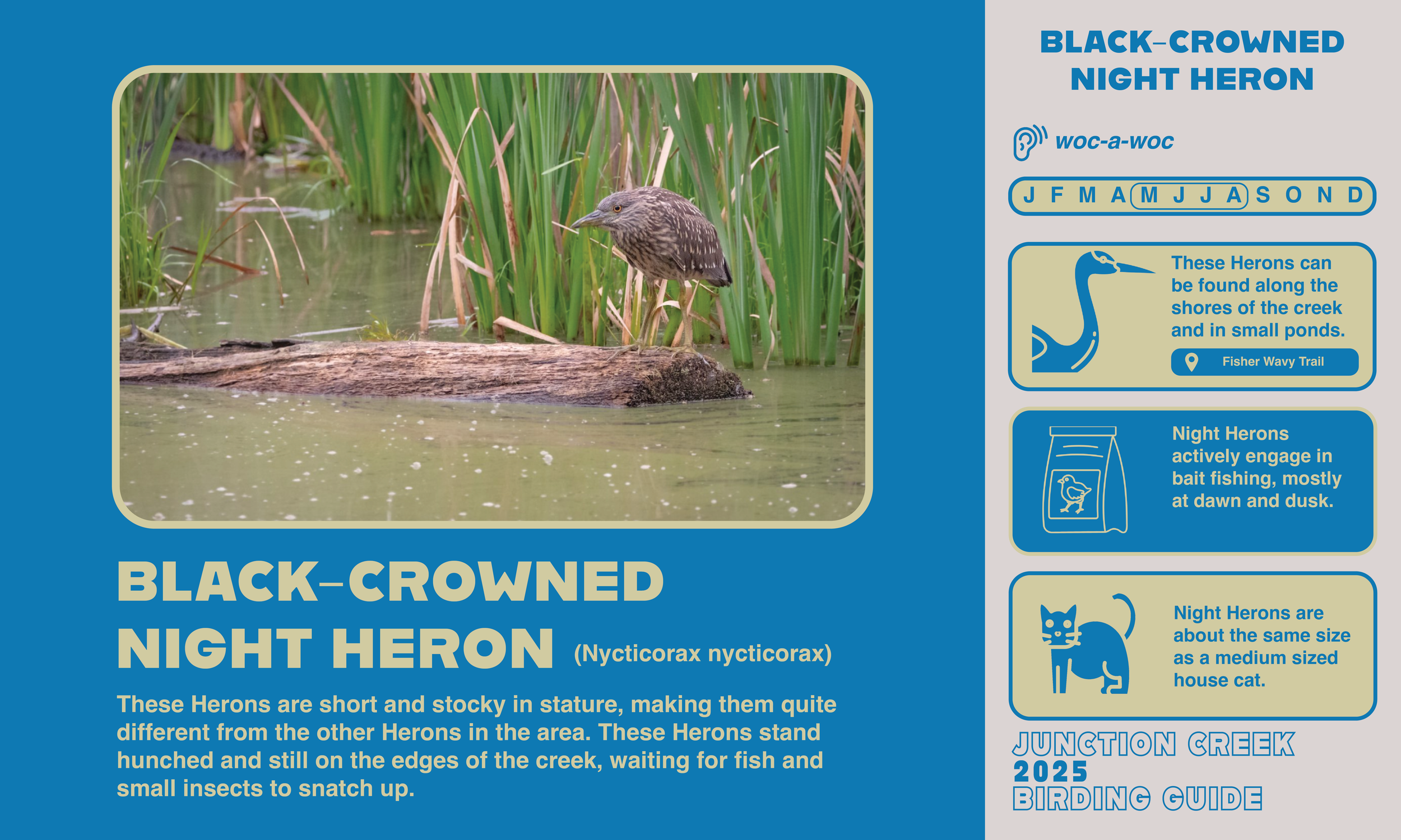 Junction Creek Birding 20257.png