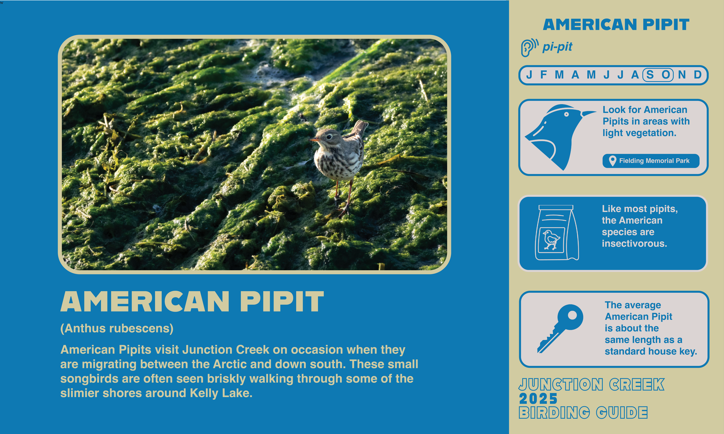 Junction Creek Birding 20258.png