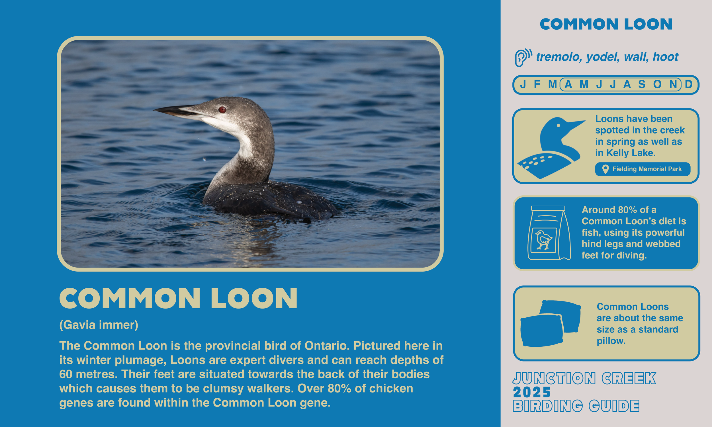 Junction Creek Birding 20259.png