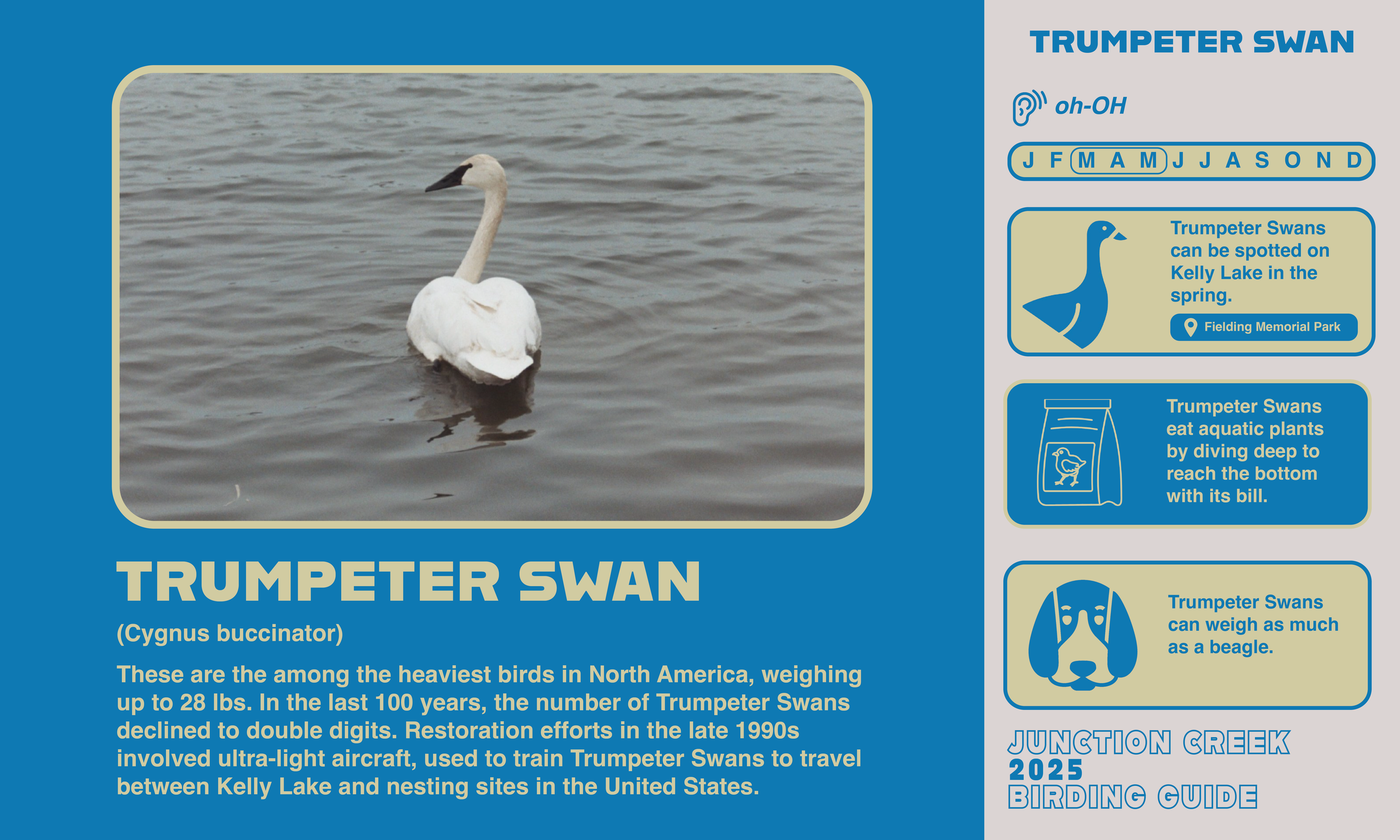 Junction Creek Birding 202511.png