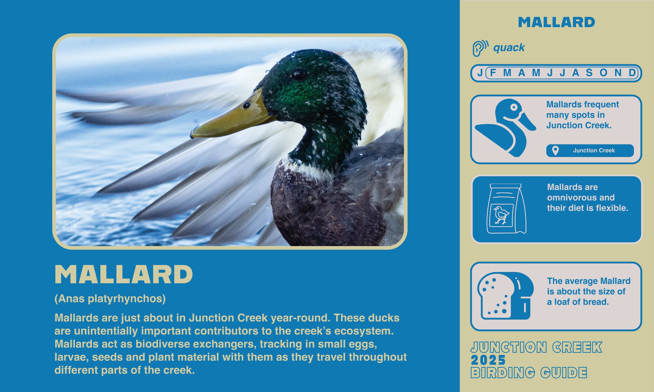 Junction Creek Birding 202510.png