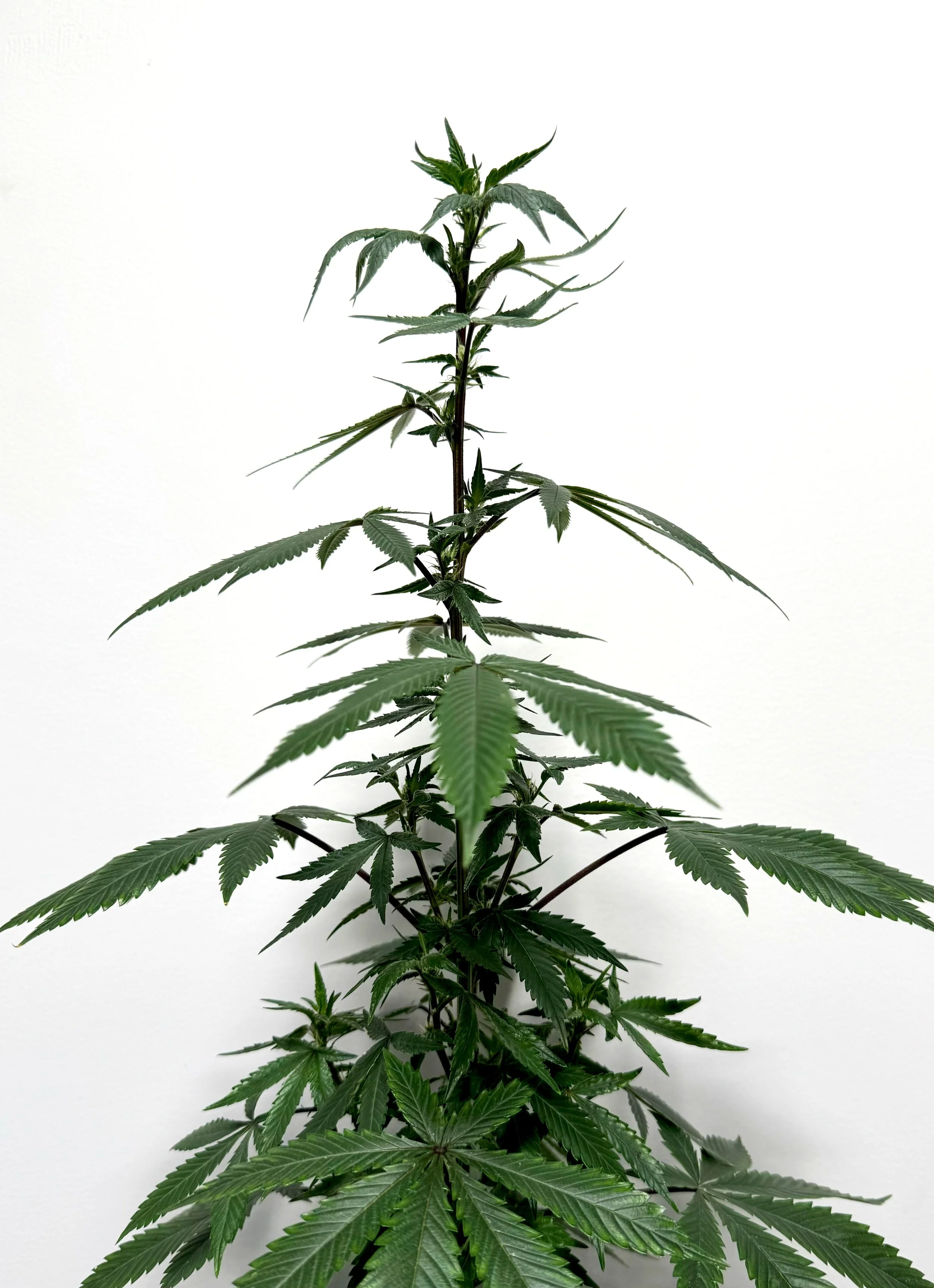 Canton+Kush+2-10-24.jpg