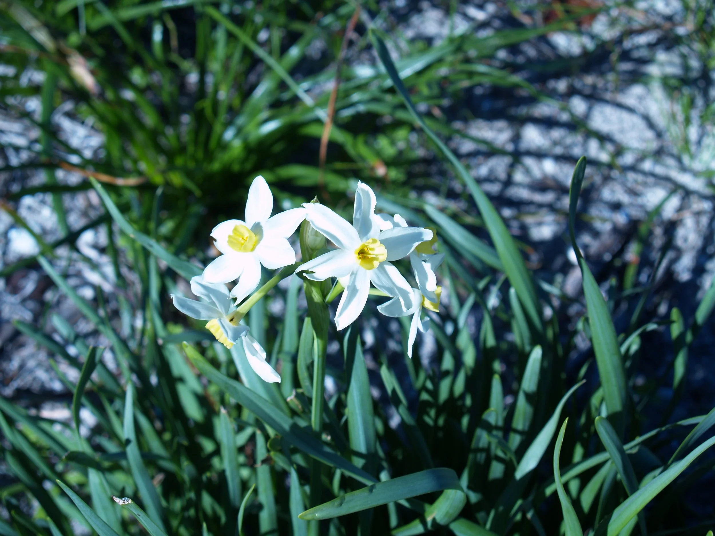 Rottnest Jonquils July 2007 JuliaJamesBurns.JPG
