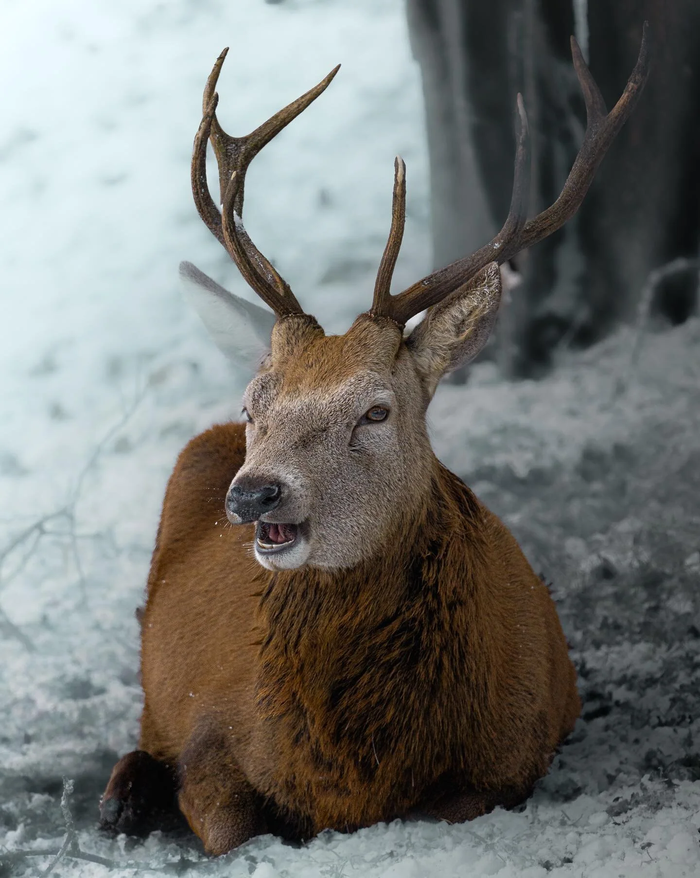 🎄Merry Christmas and Happy Holidays from this happy stag and me to you! 

Wishing everyone a wonderful day with whomever you may be spending your time with - friends, family, the furry ones 😉, etc.! Whatever your arrangements may be, try to relax a