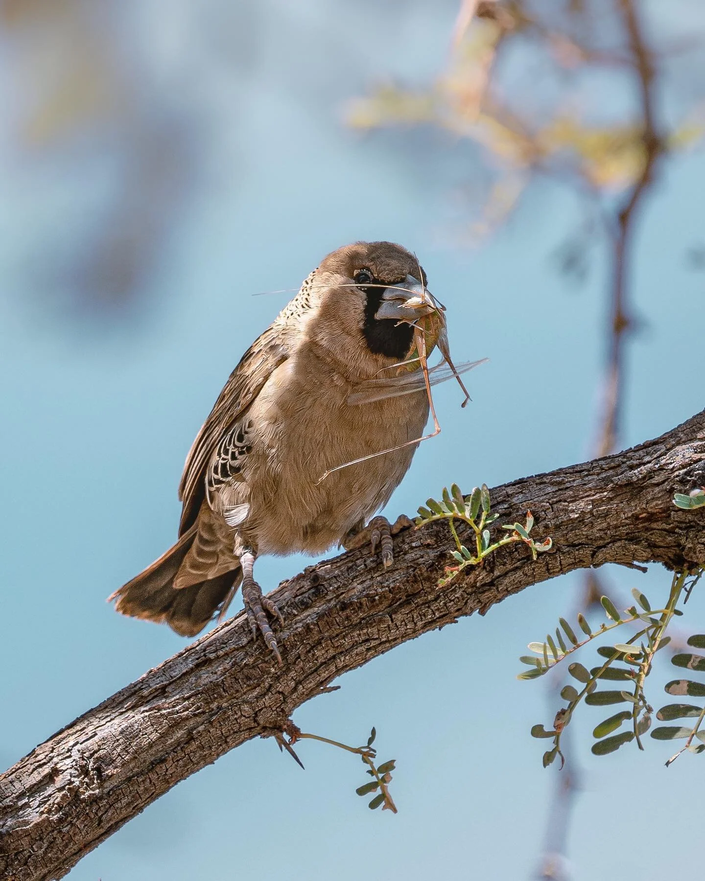 Taking it back to the beginning and paying tribute to the very first wildlife shots I took on my trip to Namibia. 

Sociable Weavers and their amazing nests can be found all throughout Southern Africa. There can be anywhere from fifty or so to even h