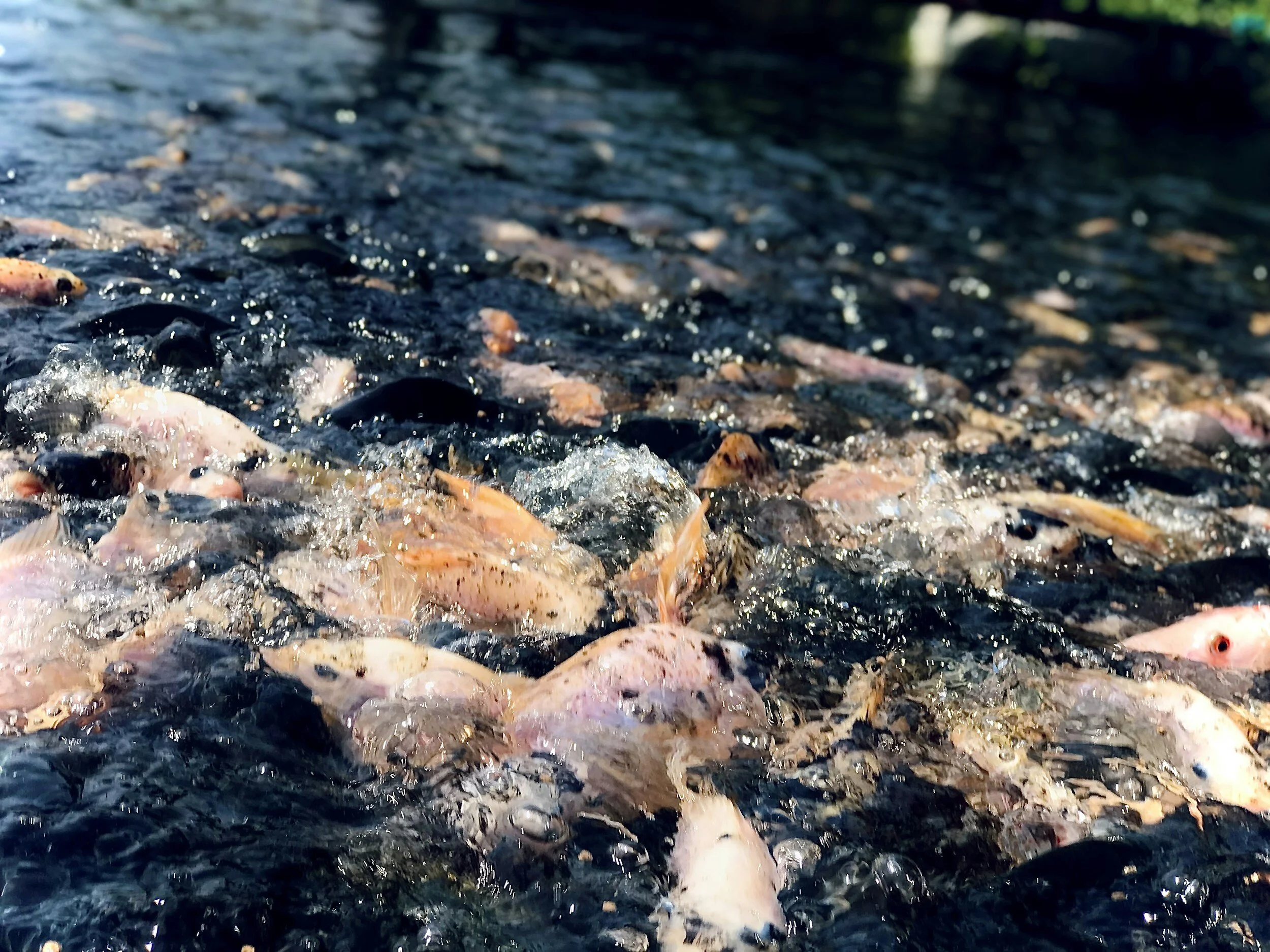 A large group of fish swimming closely together near the surface of the water, creating splashes.