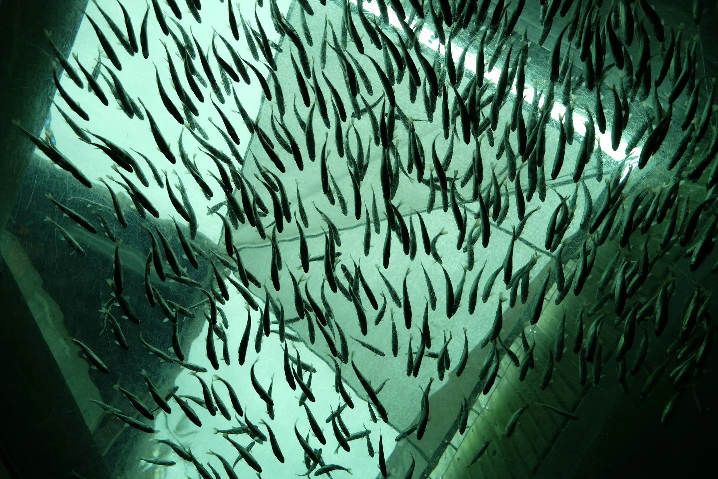 School of fish swimming underwater viewed from below, with a greenish tint.