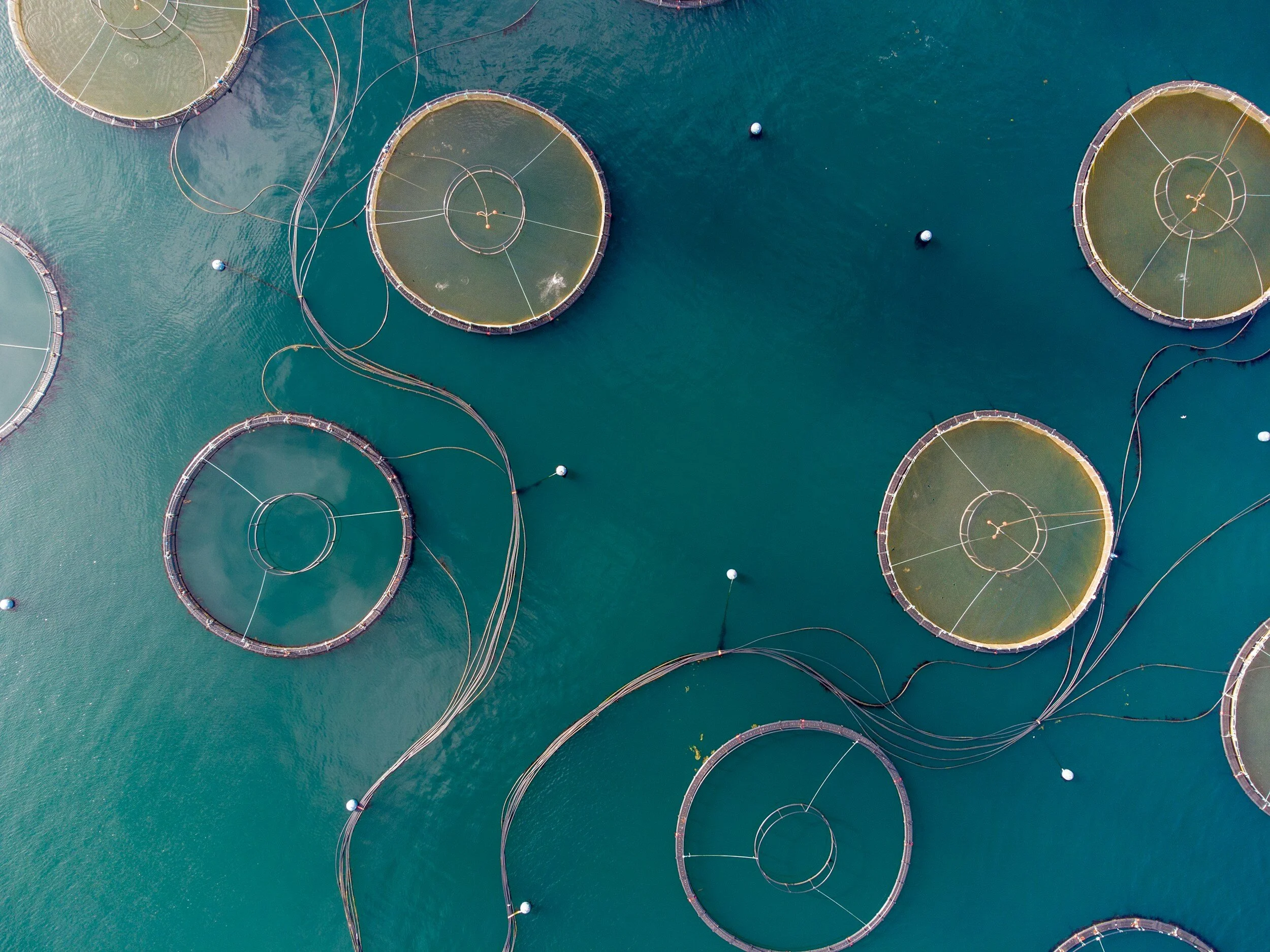 Aerial view of circular fish farming cages in a body of water.