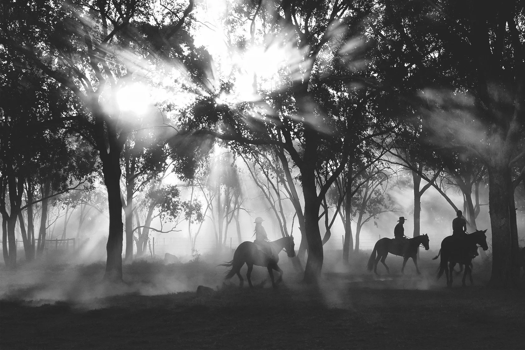 Paarden met ruiters in een mistig bos met zonnestralen