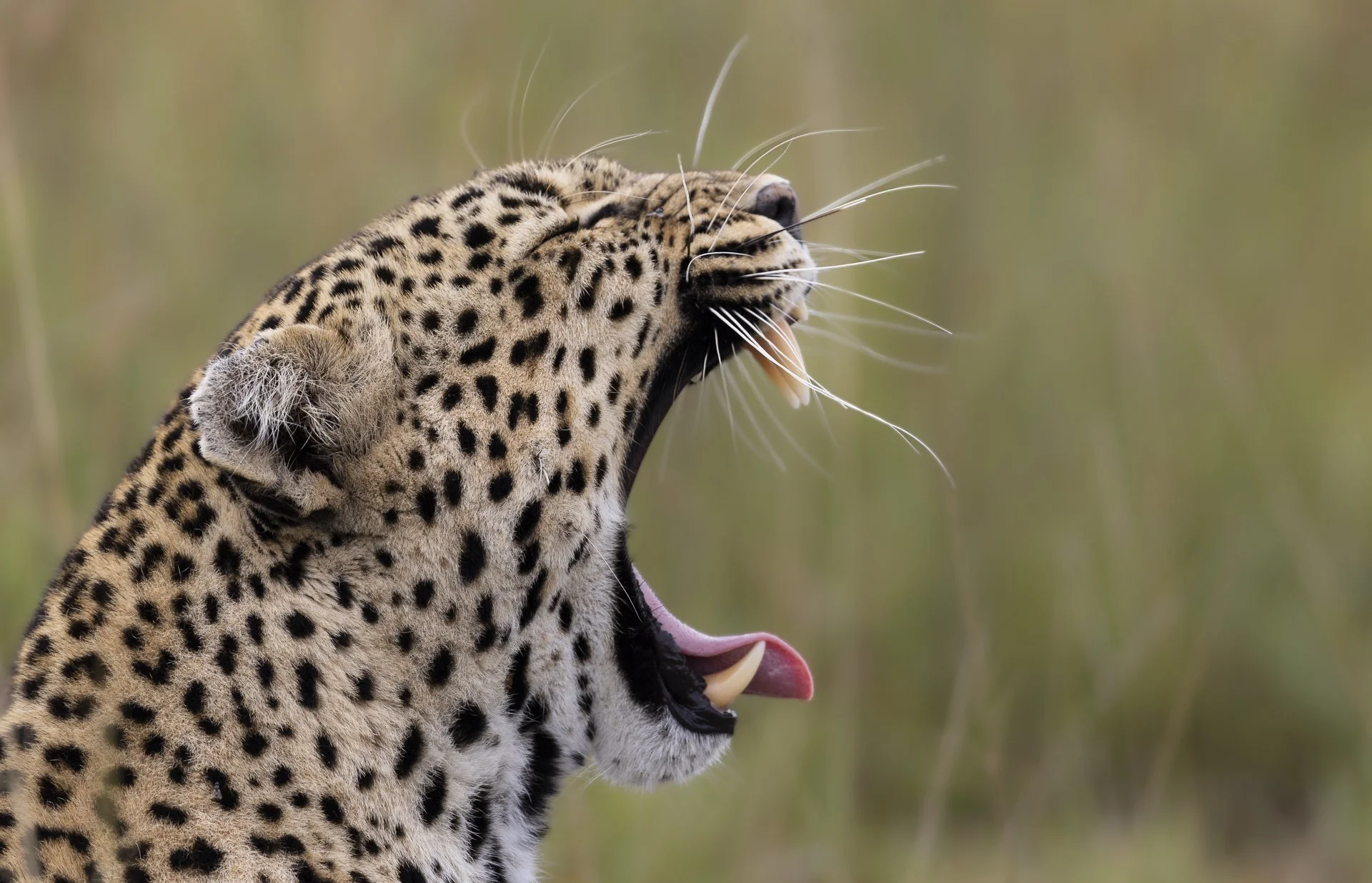 Luluka Yawn