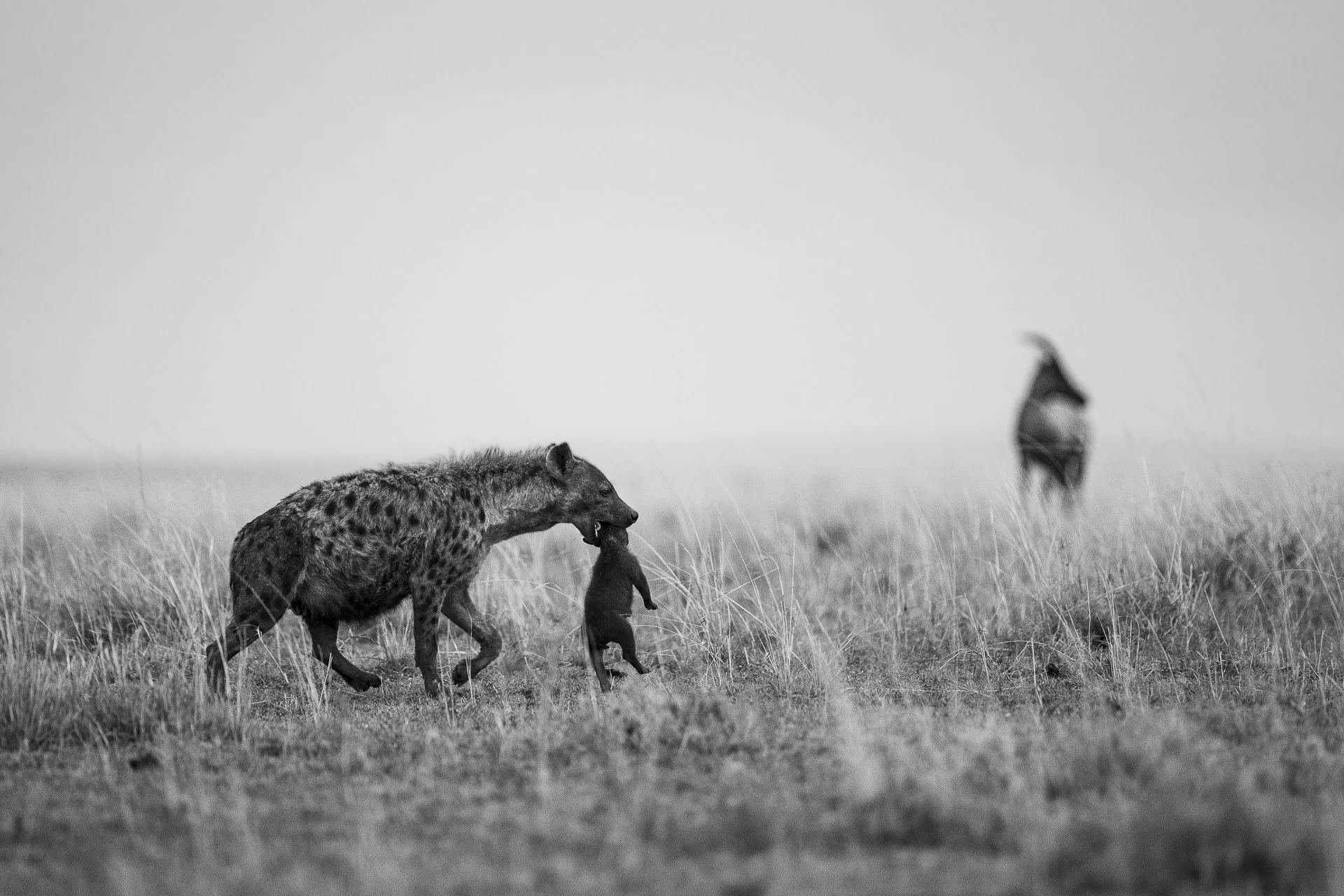 Tough but Tender Transportation