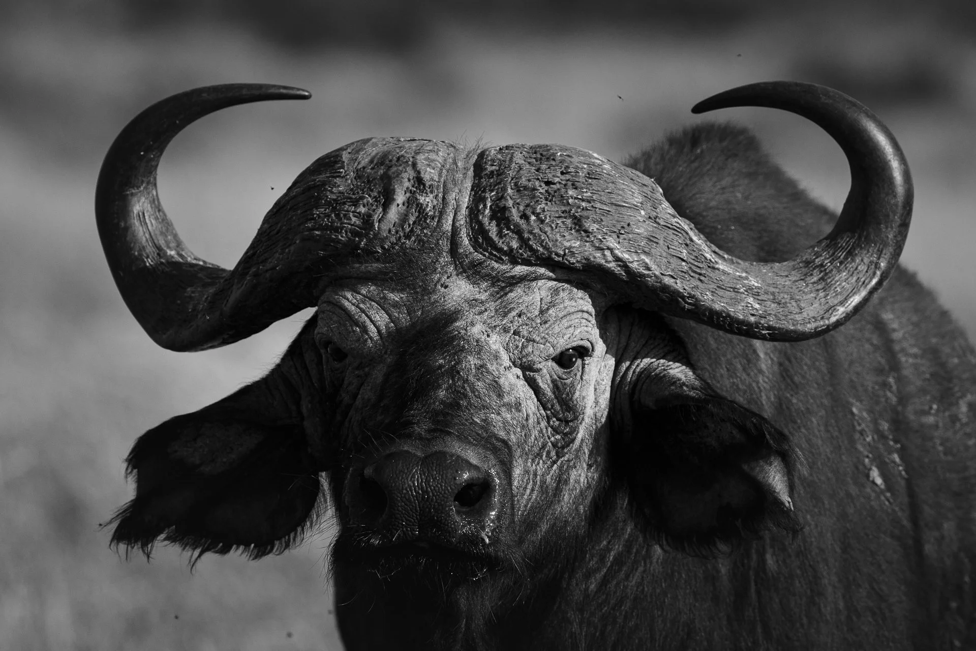 ALoneBuffalo.jpg