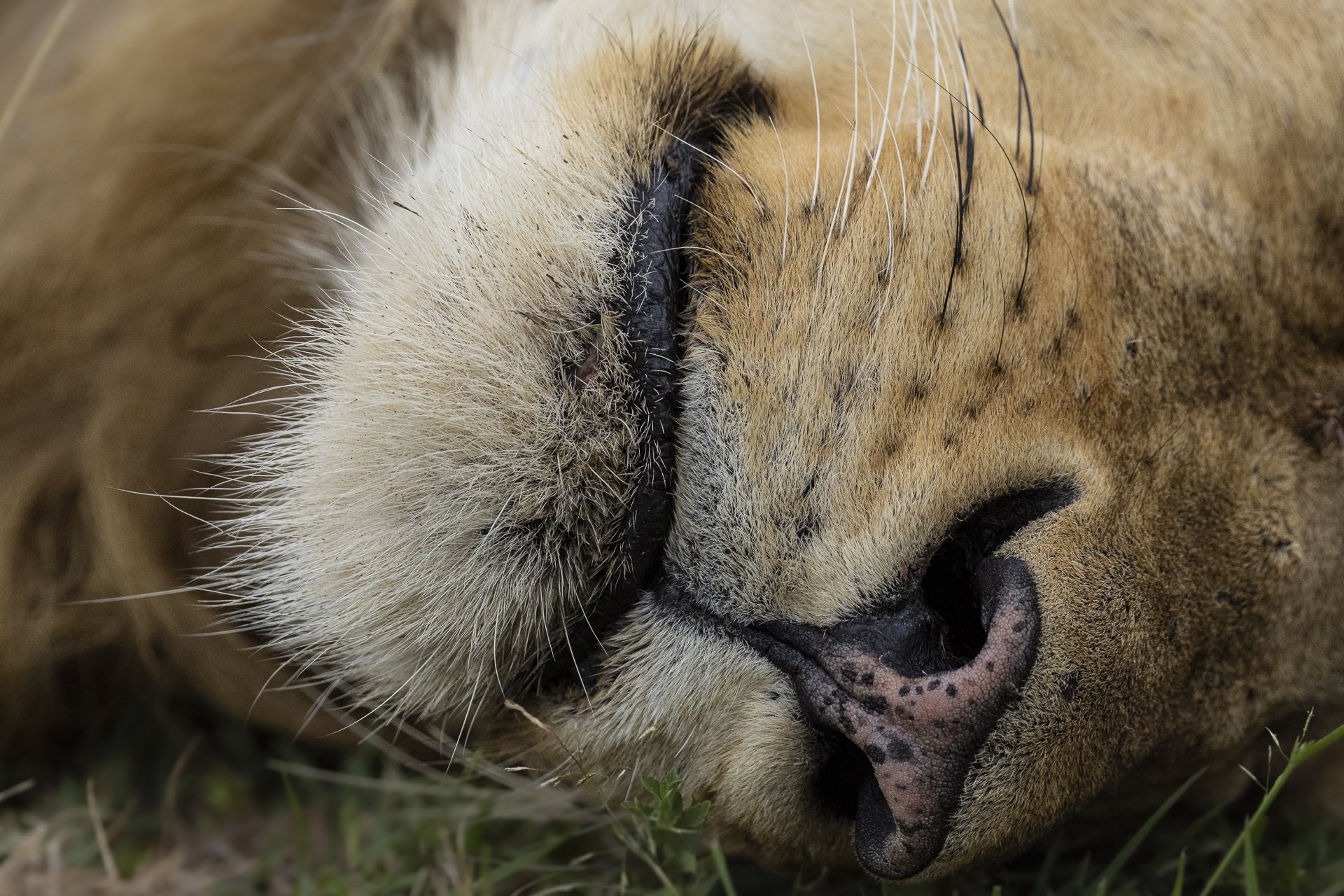 Muzzle