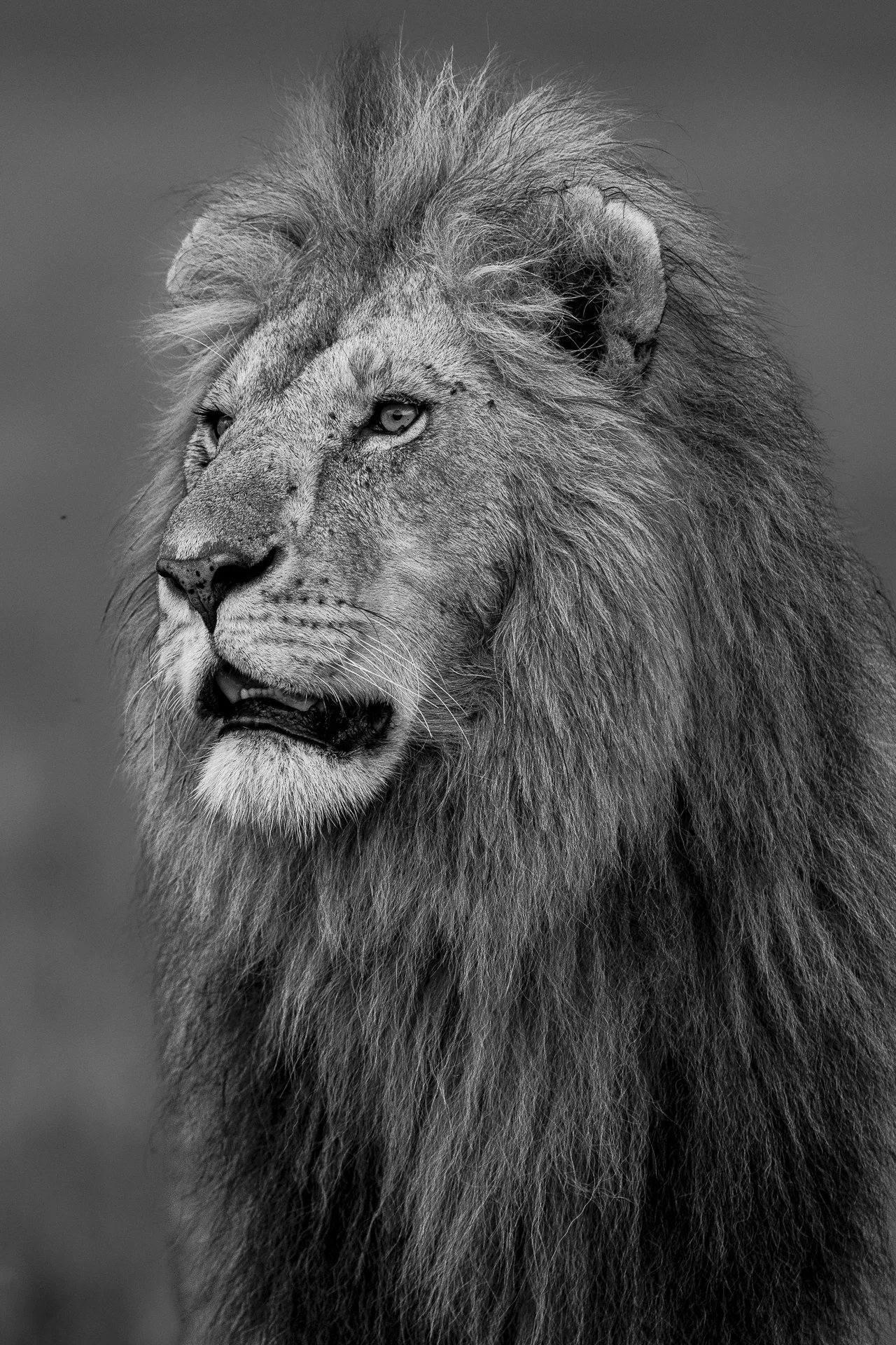 Male_Lion_1.jpg
