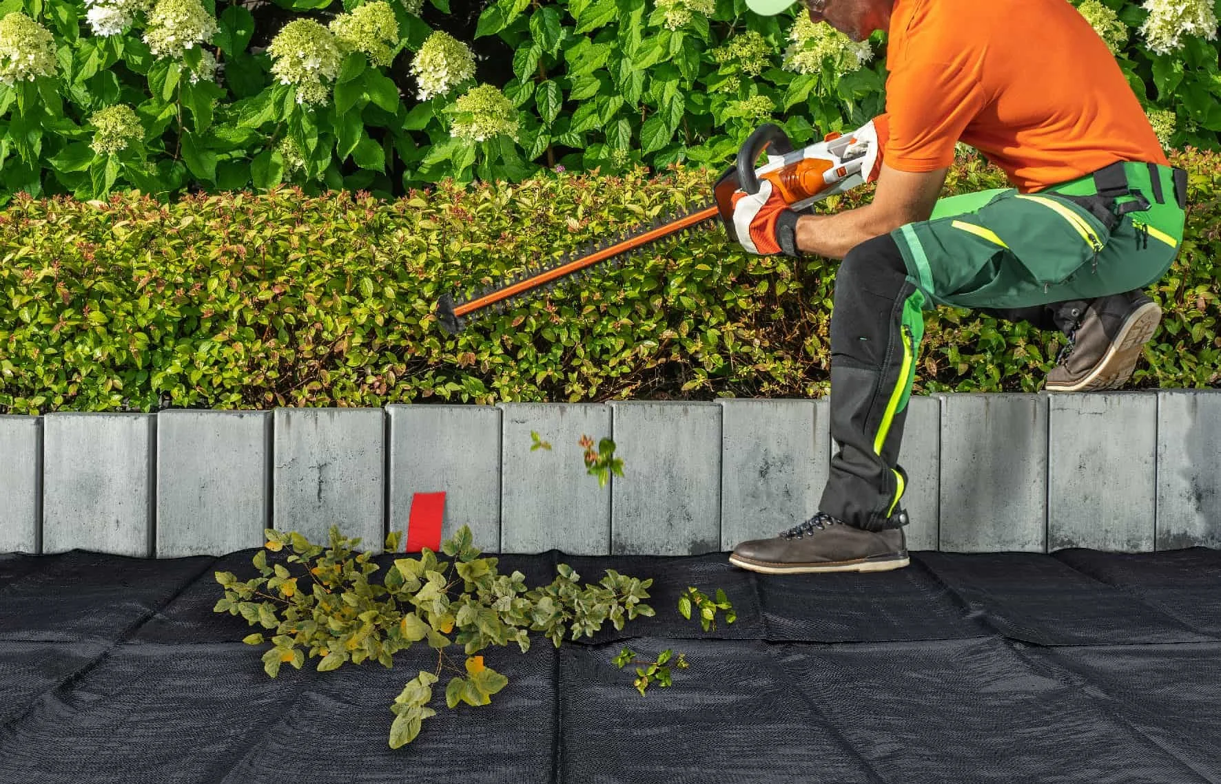 COUPE HAIE FINAL.jpg