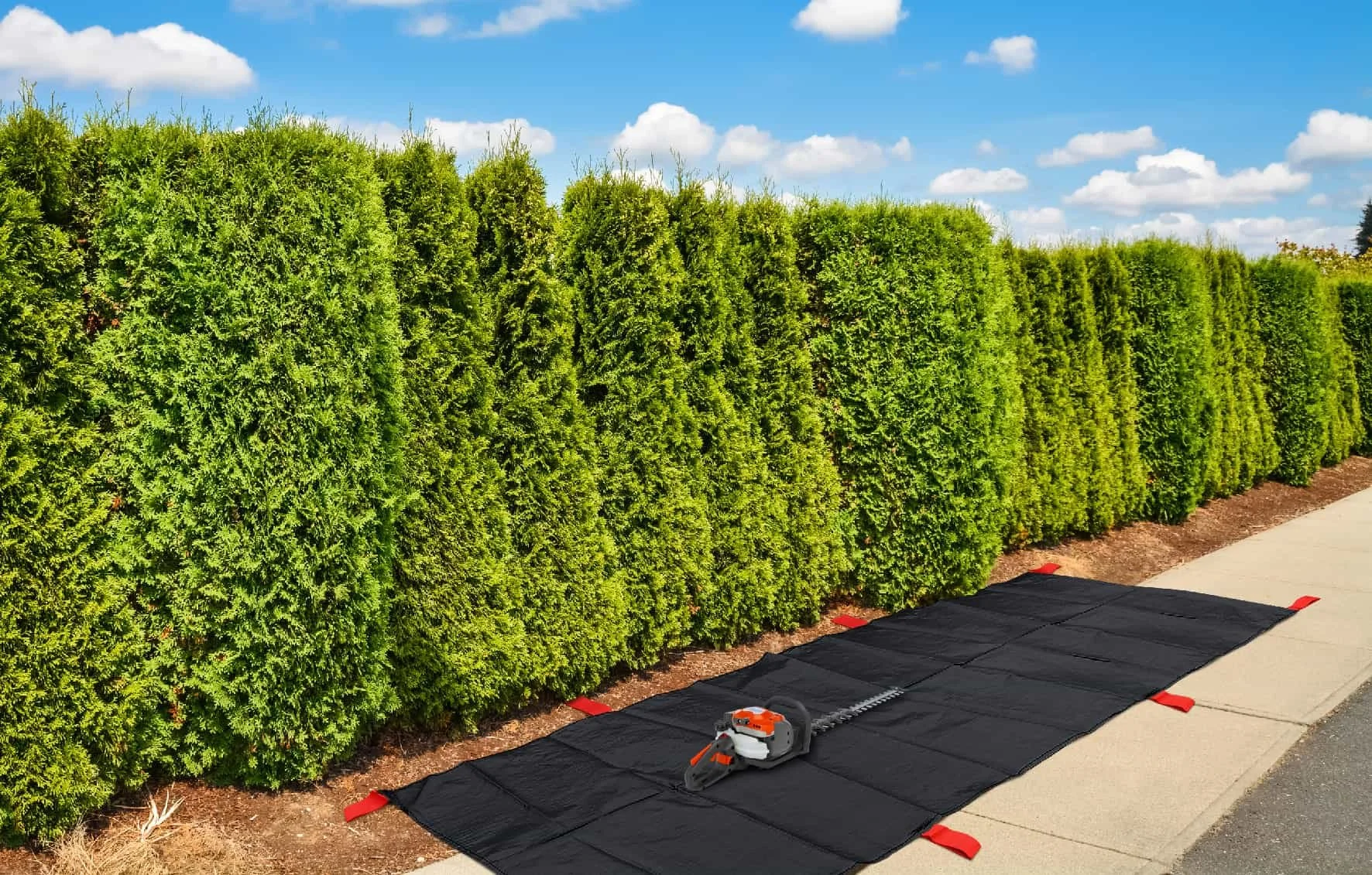 RH002 HAIES FINAL.jpg