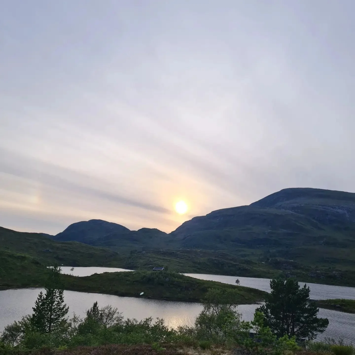 Tilsynsrunde p&aring; Belafjellet en fin julikveld 🌼
#urfe#belafjellet #kulturlandskap #lokalmat #kortreistmat #belejostua #kyr