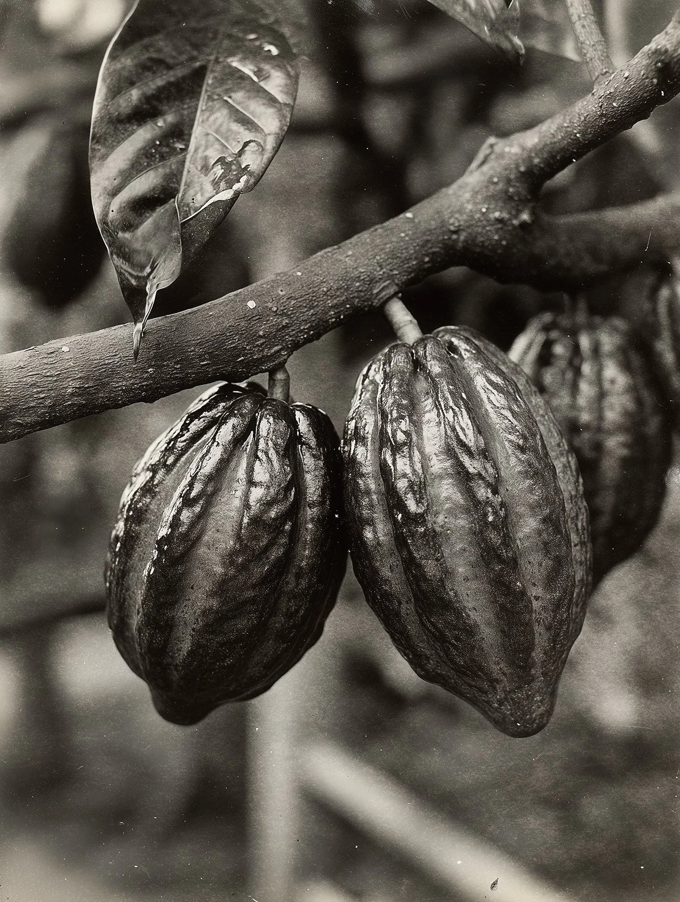 juliette's fine chocolates 6.jpg