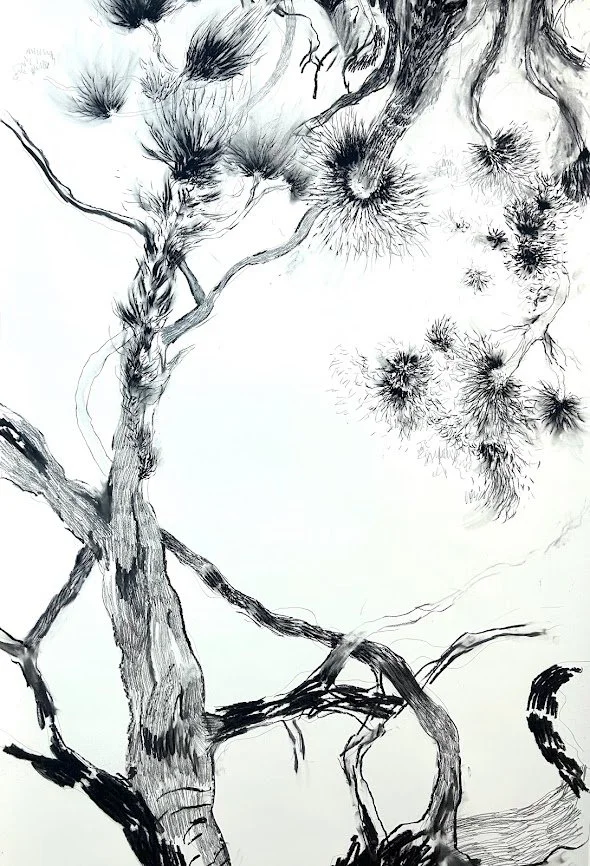 BilianaVelkova_PaperTrees_charcoalonpaper_30x52.jpg