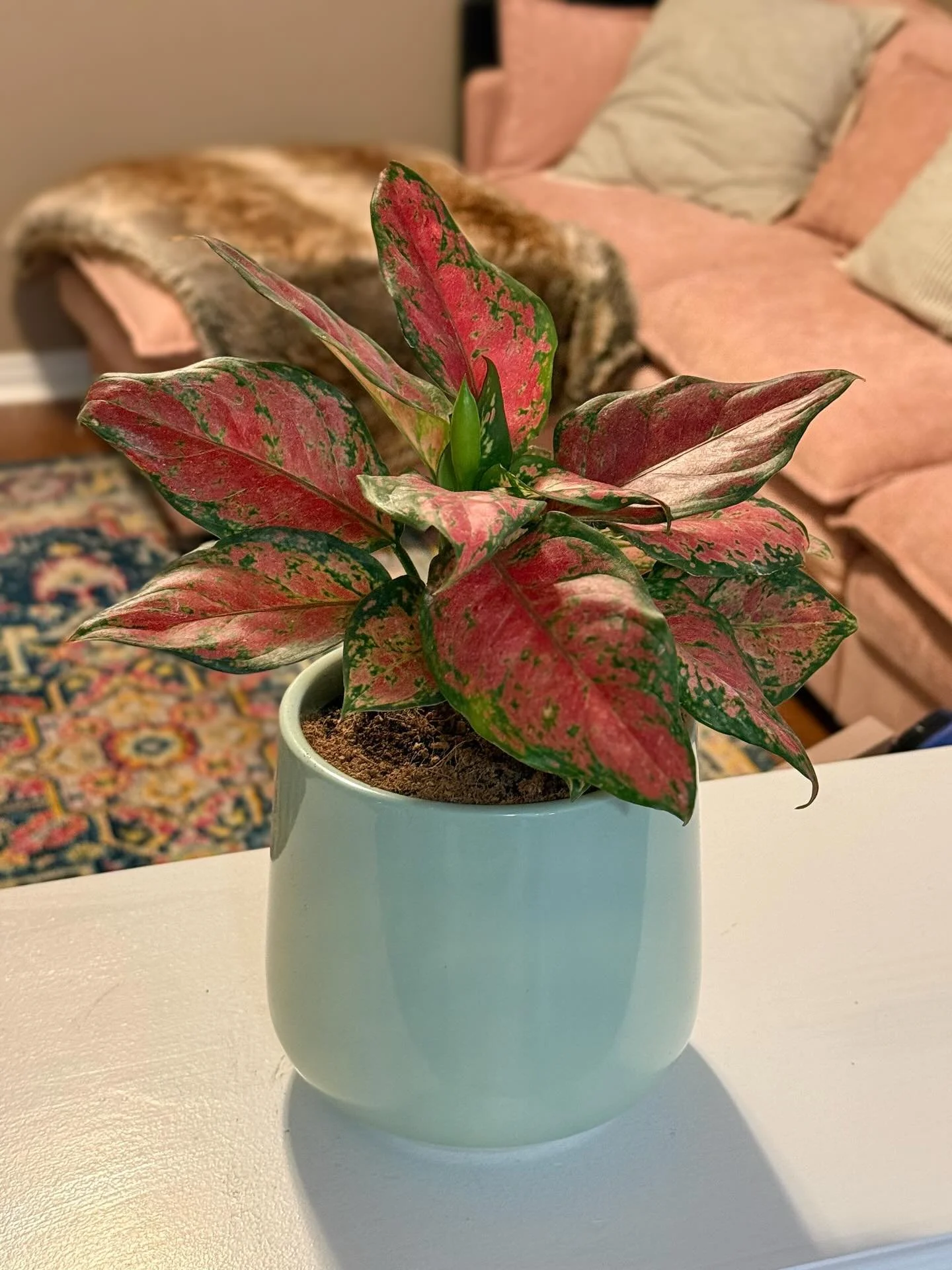 Life this week&hellip;😍 I love that my indoor plants are growing. 🤩