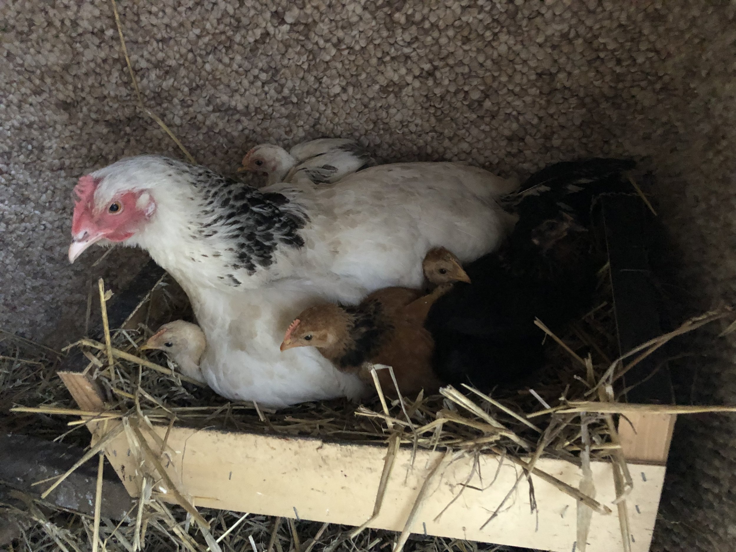 IMG_3090.jpg