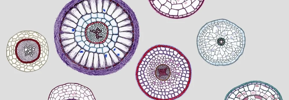 Research — Simple laws in complex systems