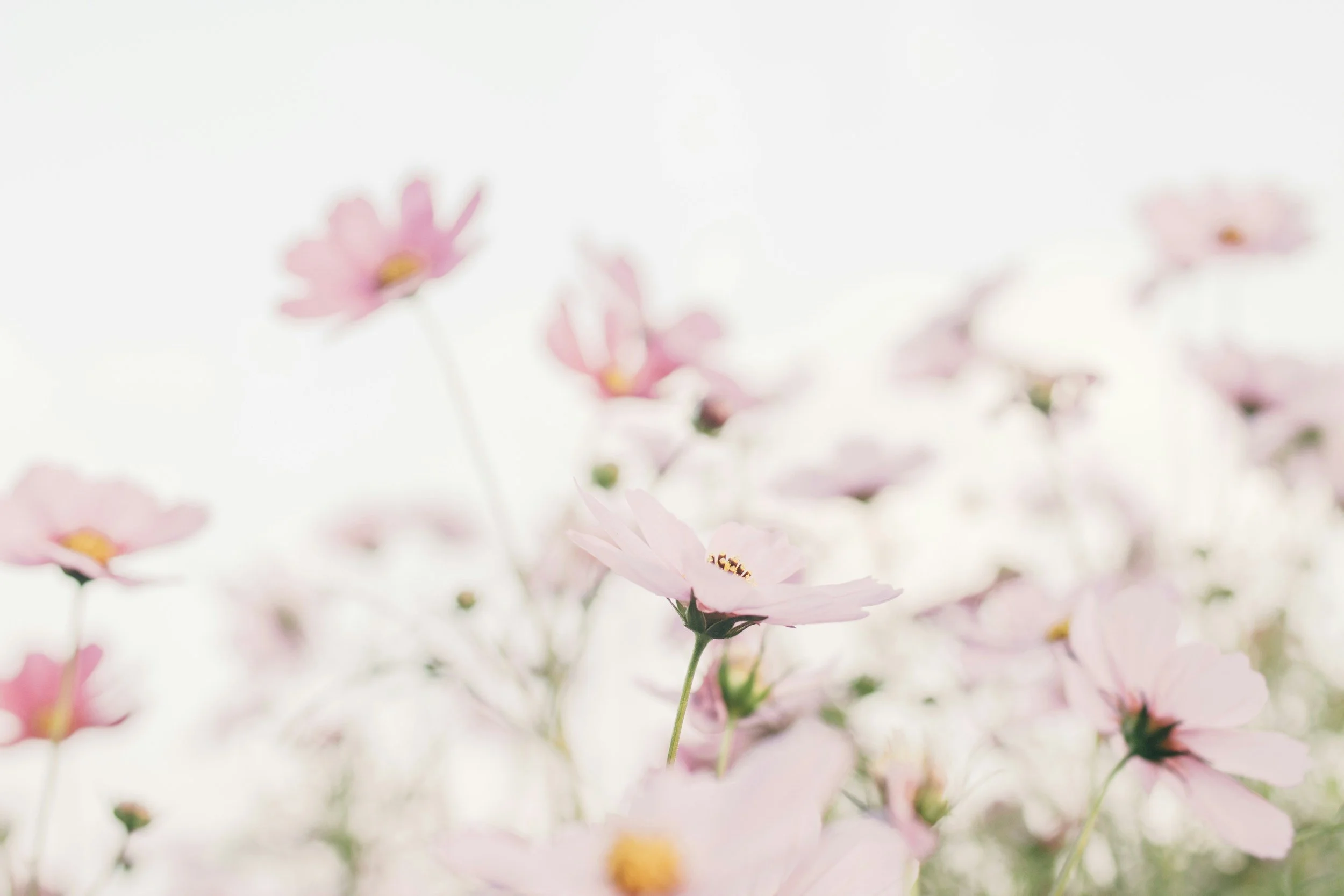 Spring Forward Health