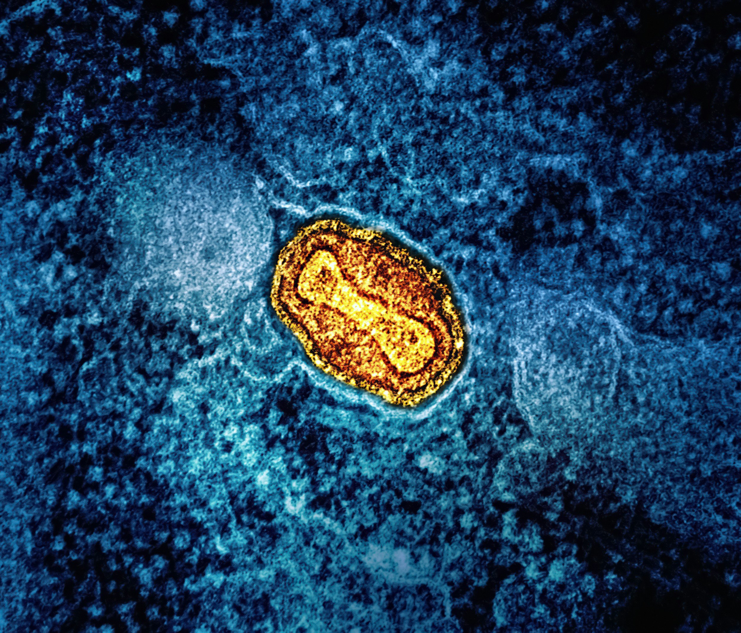 Female Mitochondria