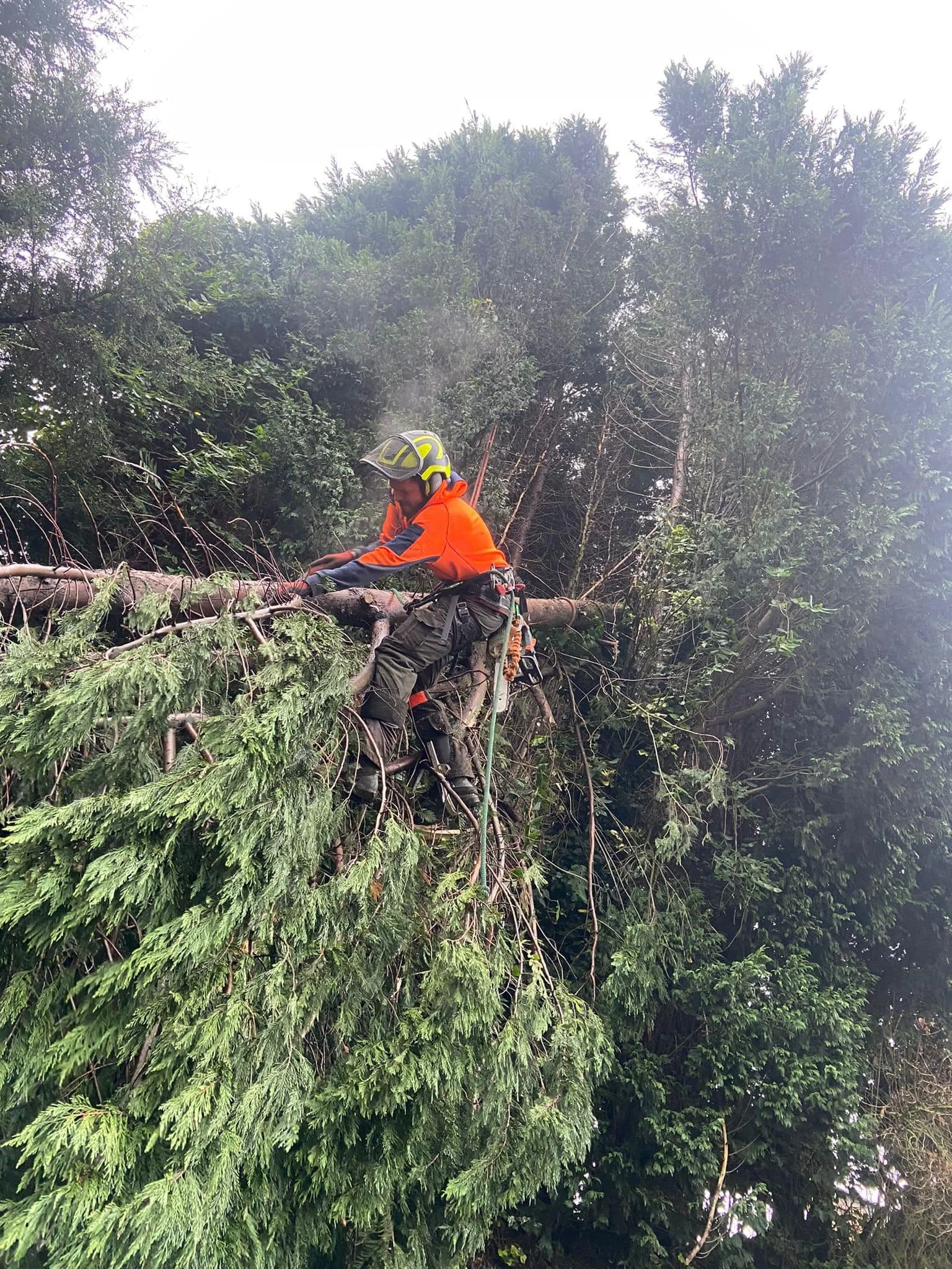 A worker in an orange jacket and safety helmet is cutting a fallen tree with a chainsaw in a wooded area.