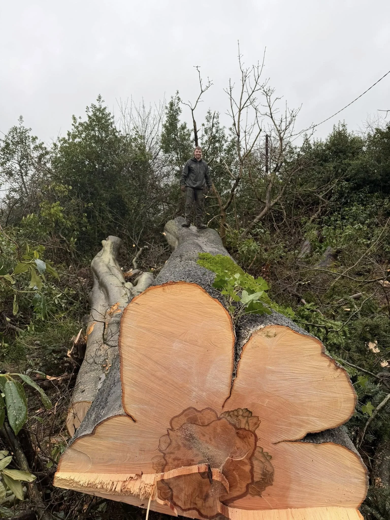 Felled tree with cut logs and a man standing on top of one log, surrounded by fallen branches and green foliage.