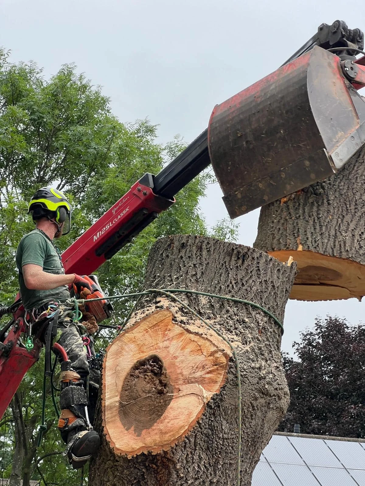 Tree Surgeon Removing Large Tree In Nottingham