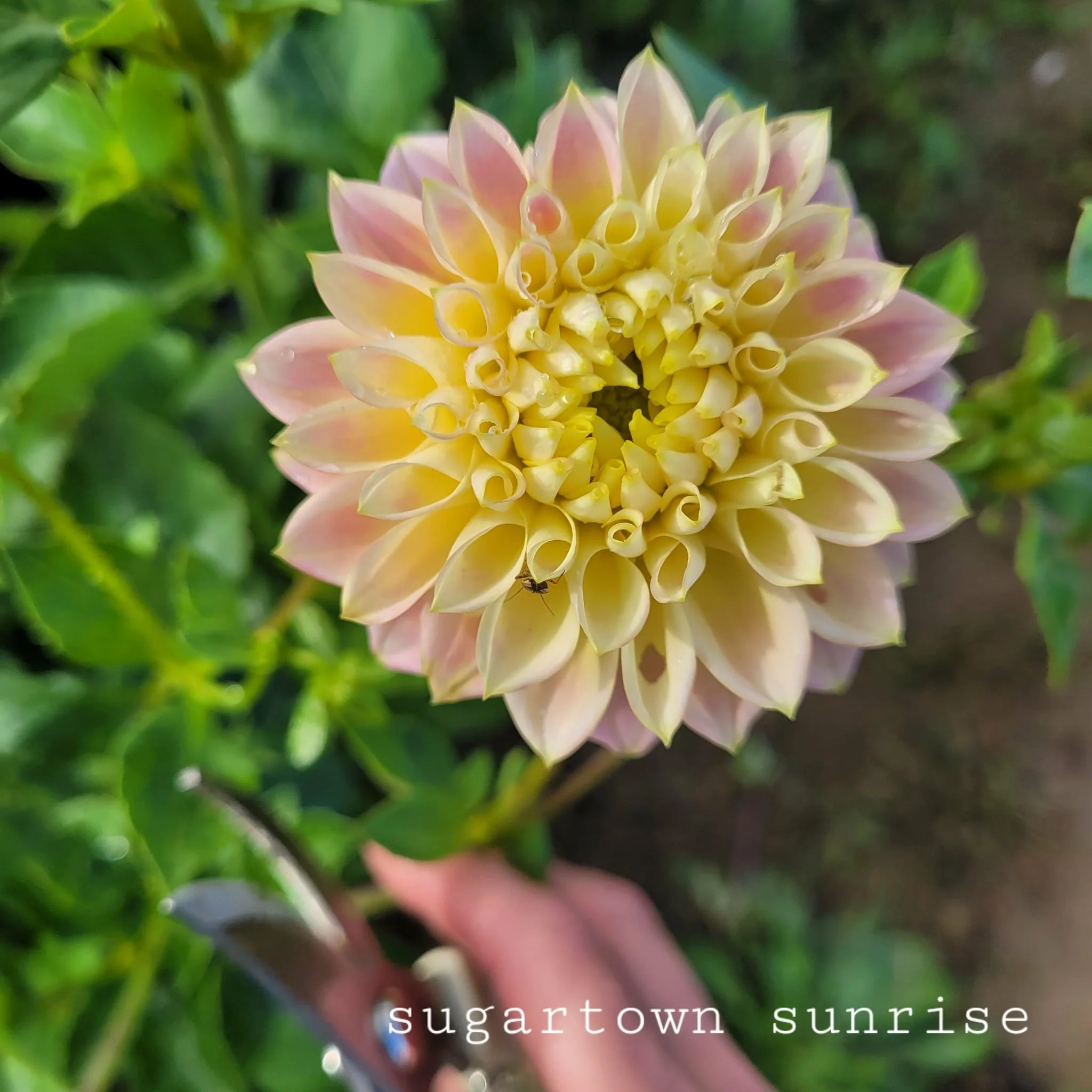 sugartown sunrise.jpg